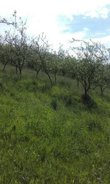 For sale of land in Siero