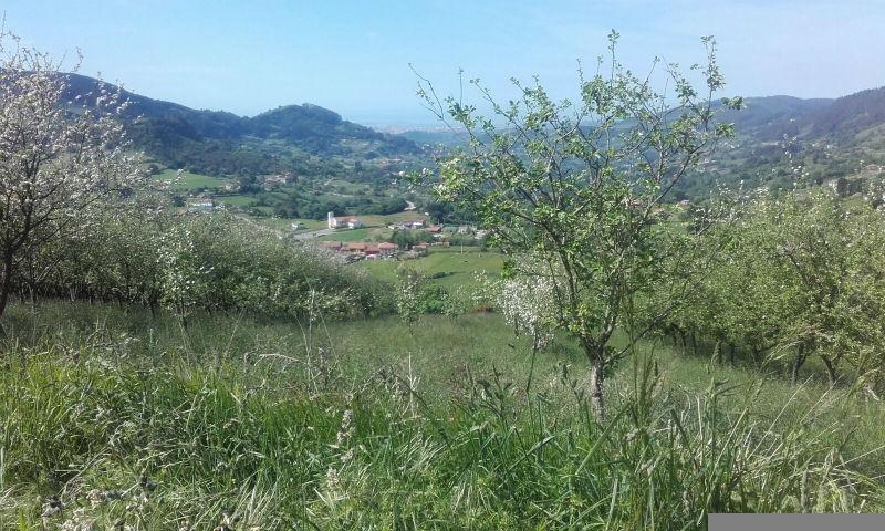 For sale of land in Siero