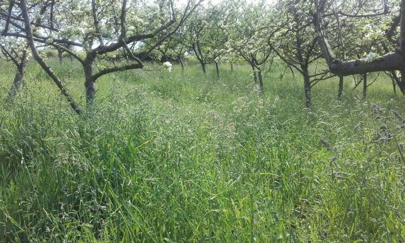 For sale of land in Siero