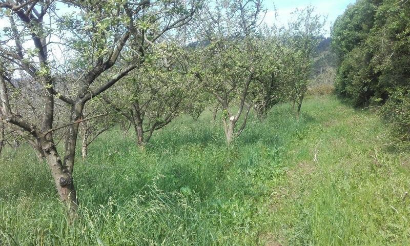 For sale of land in Siero