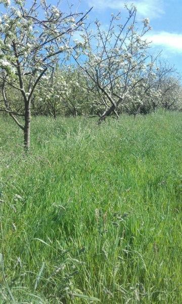 For sale of land in Siero