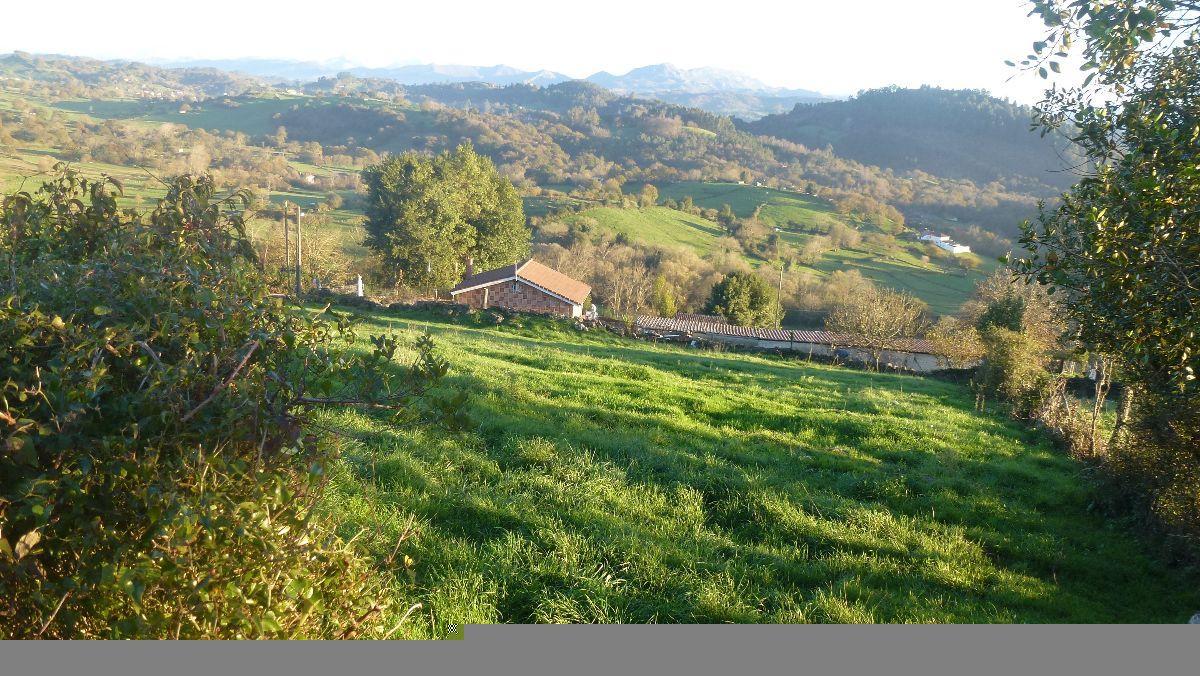 For sale of land in Siero