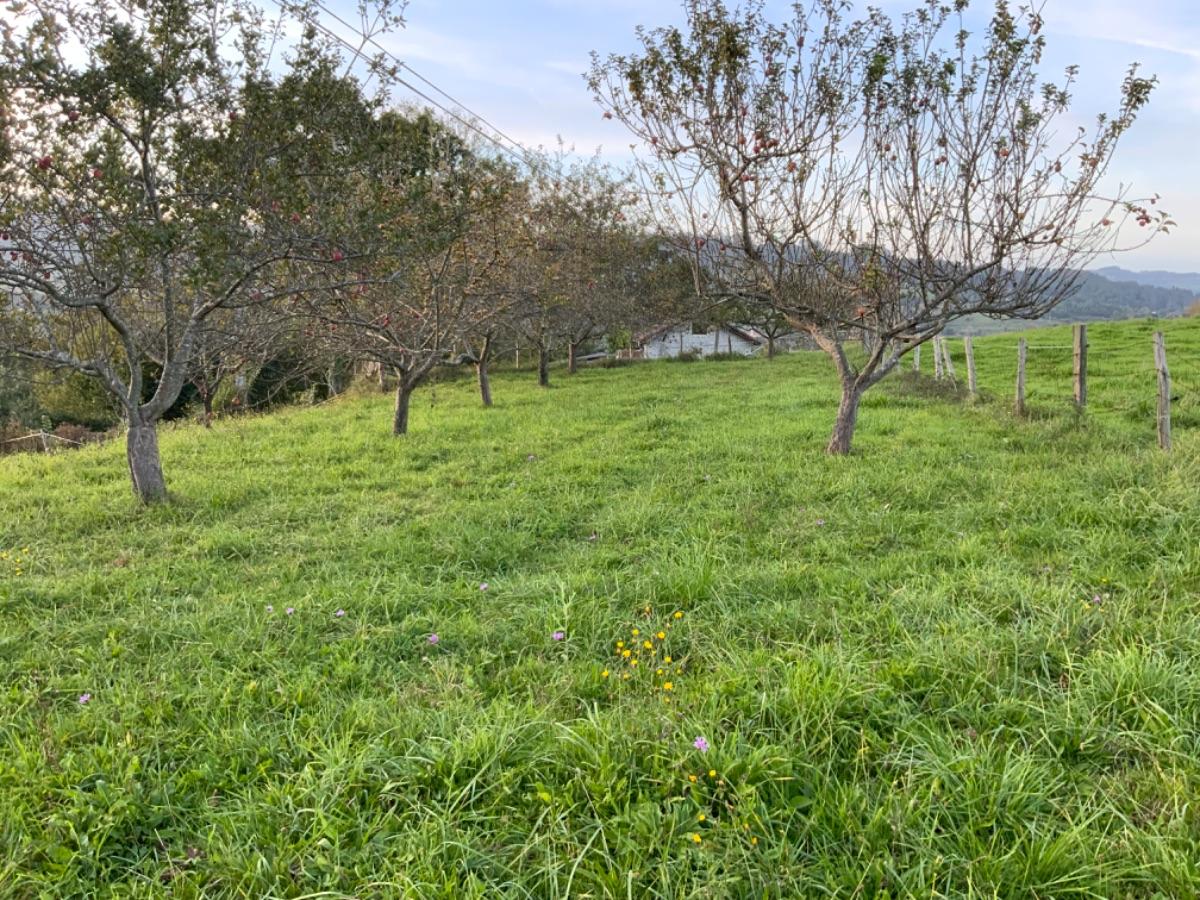 Venta de terreno en Piloña