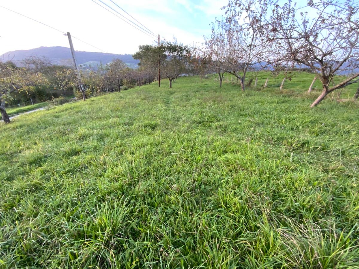 For sale of land in Piloña