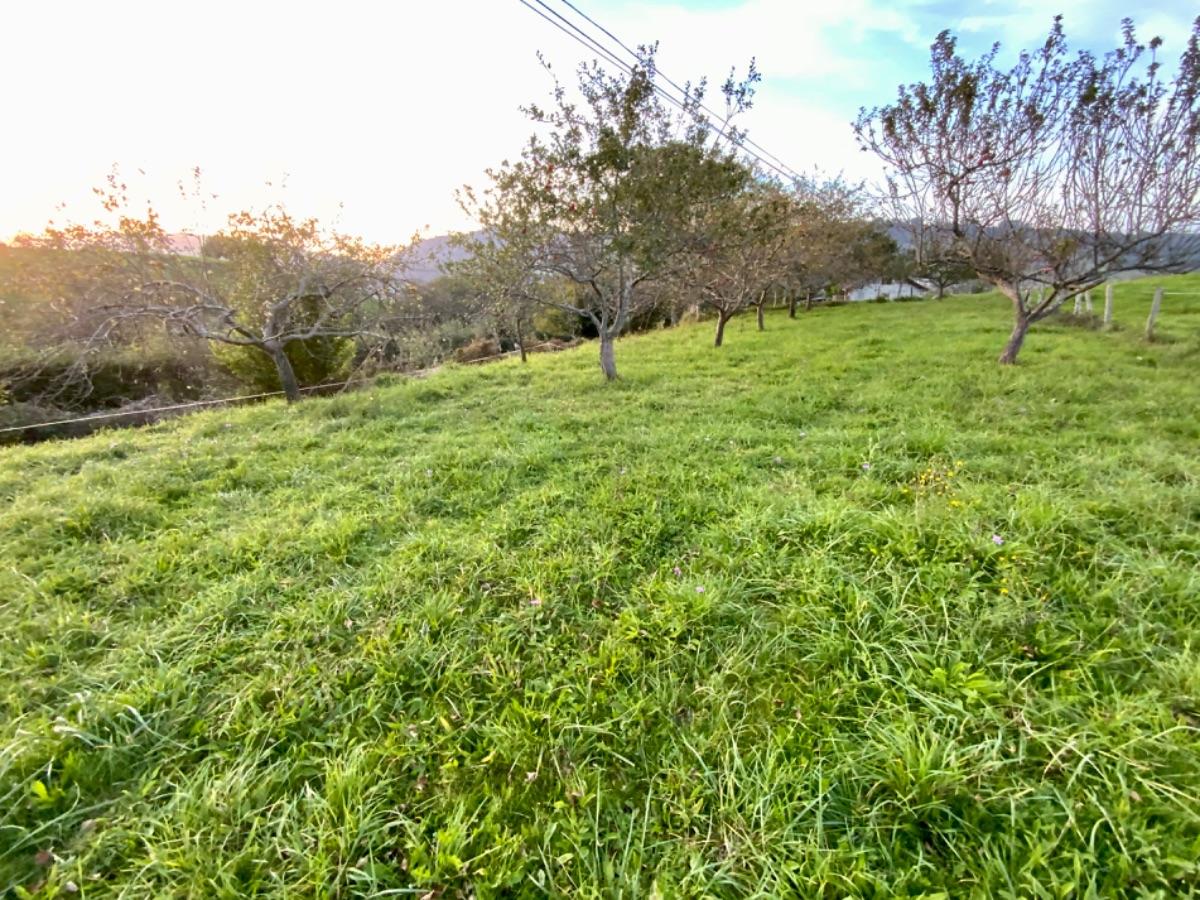 For sale of land in Piloña