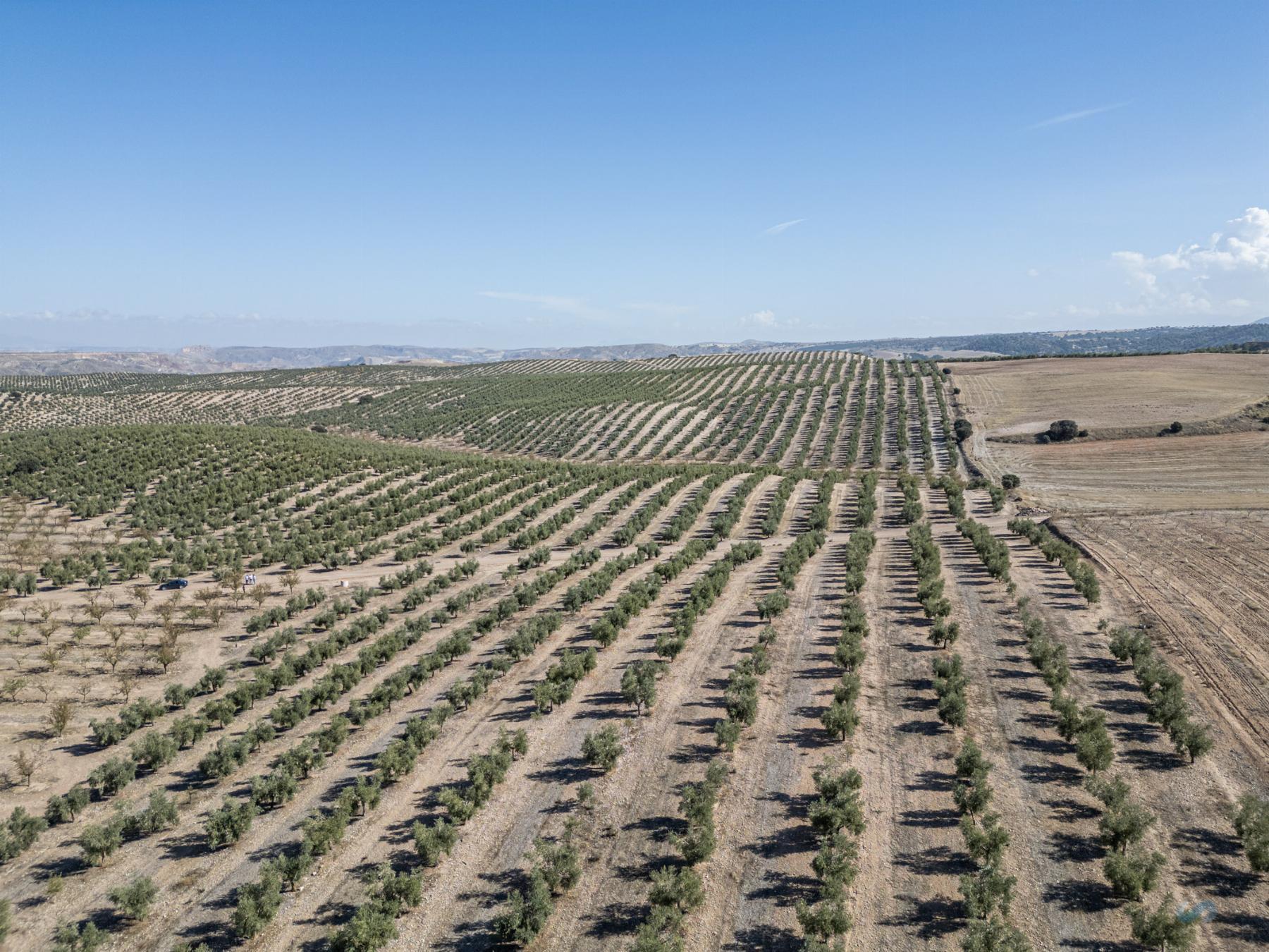 For sale of rural property in Alamedilla