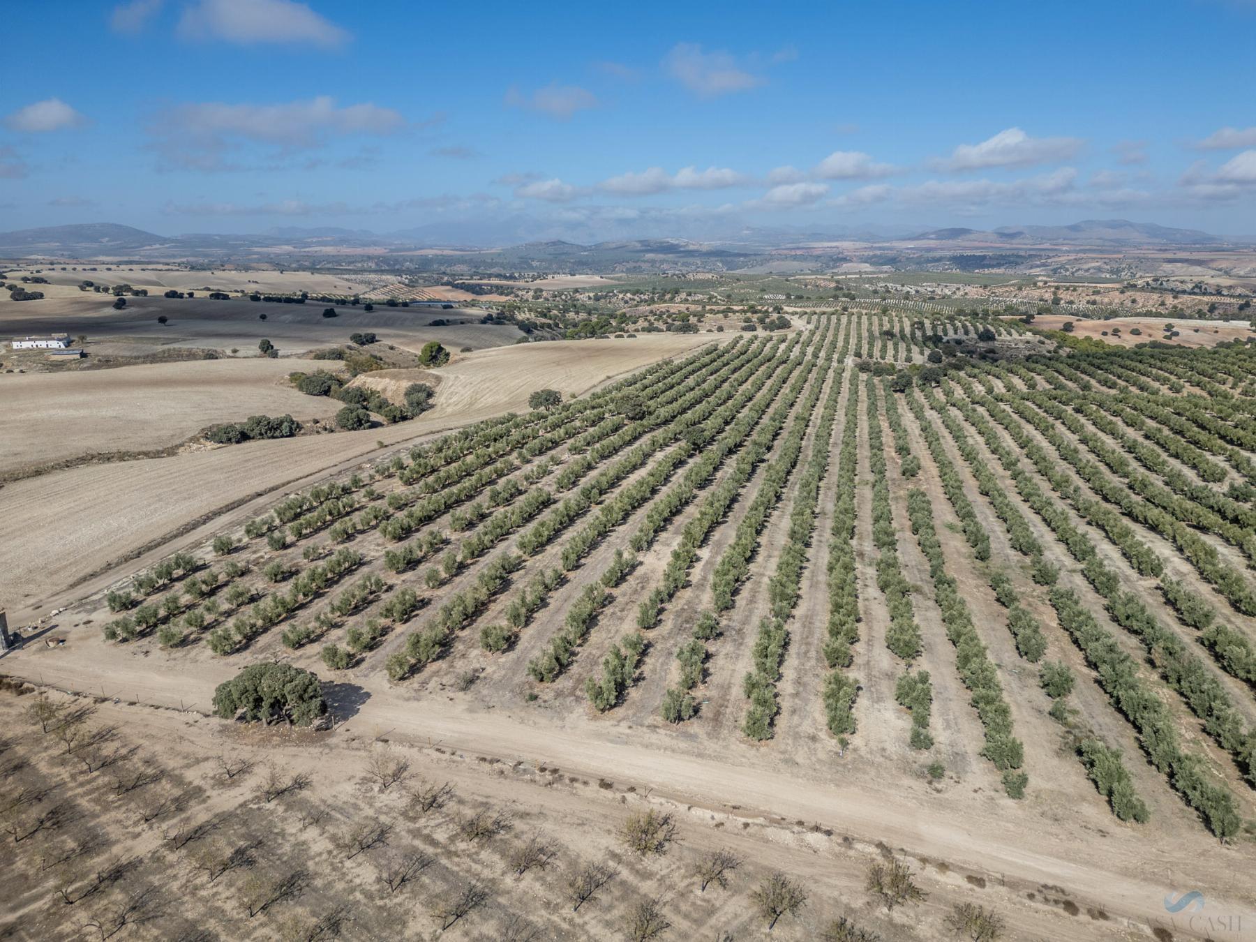For sale of rural property in Alamedilla