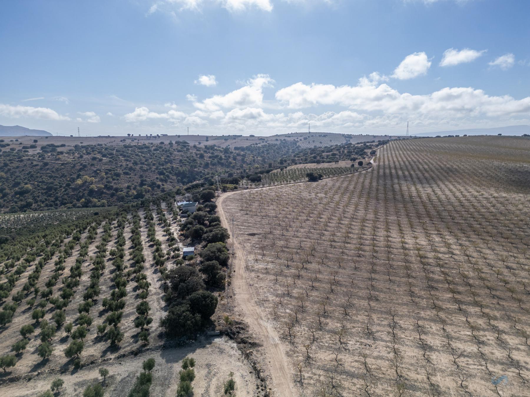 For sale of rural property in Alamedilla
