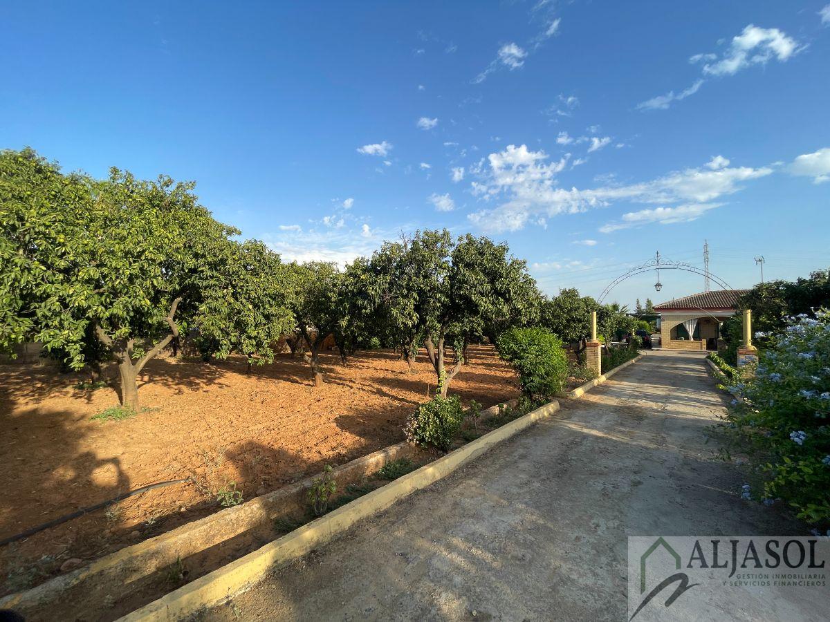 For sale of rural property in Bollullos de la Mitación