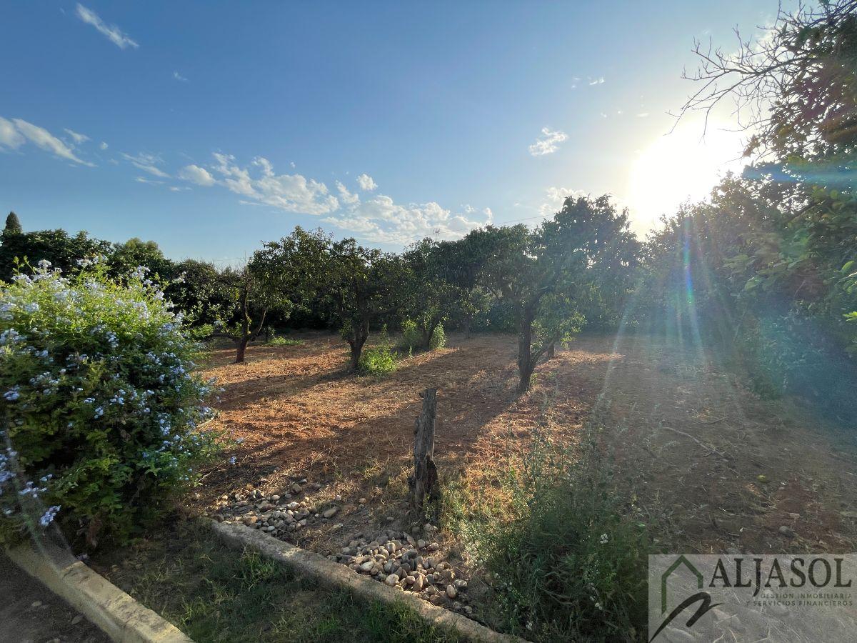 For sale of rural property in Bollullos de la Mitación