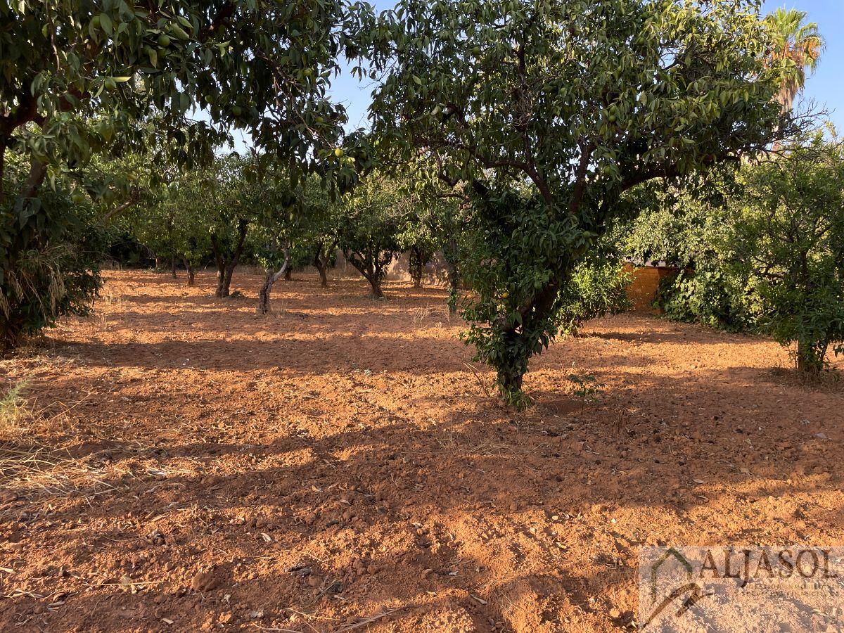 For sale of rural property in Bollullos de la Mitación