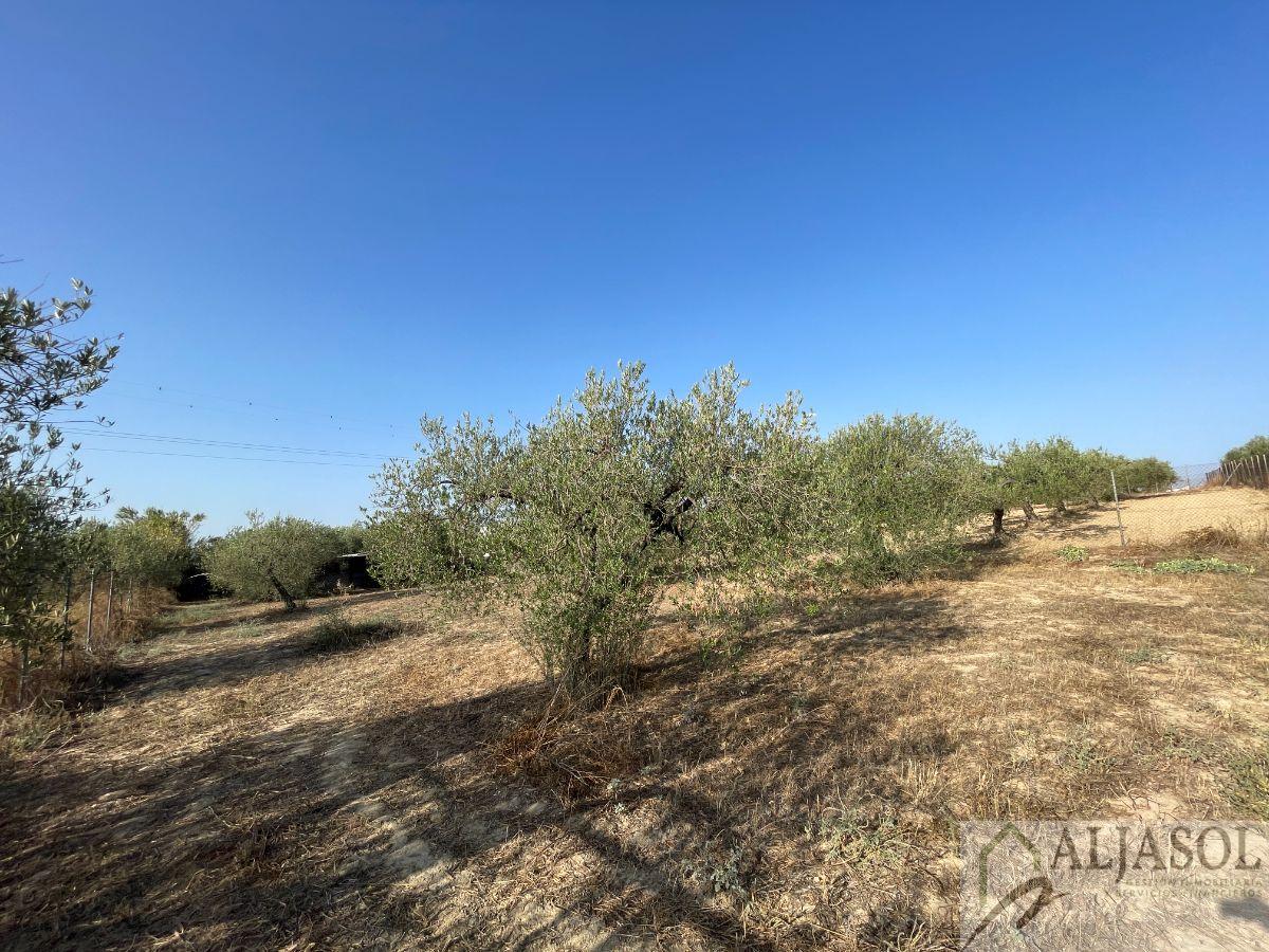 For sale of rural property in Salteras