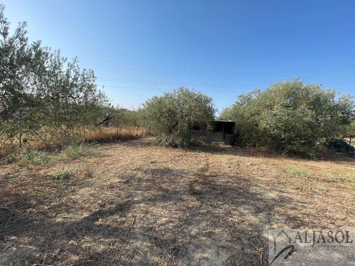 For sale of rural property in Salteras