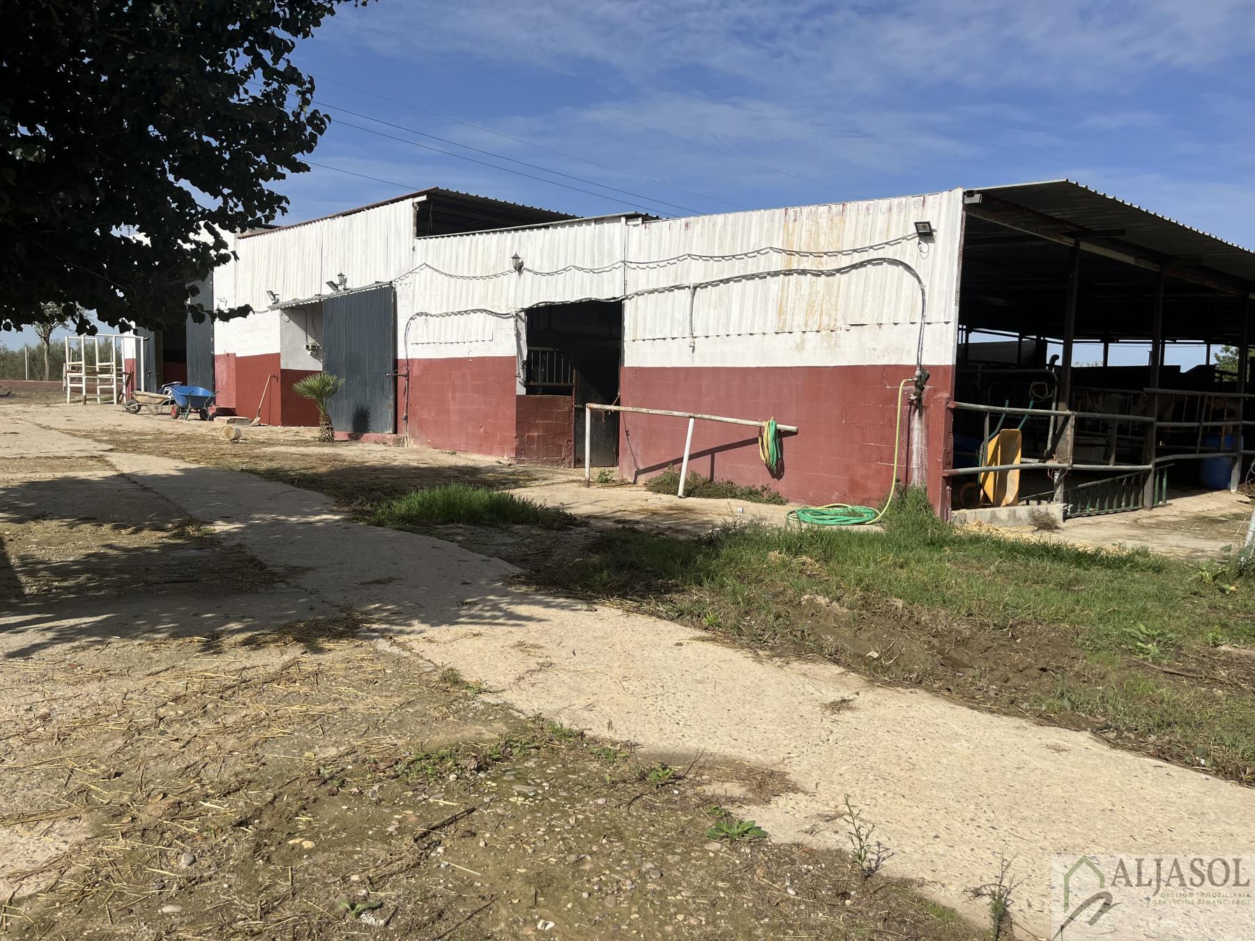 Venta de finca rústica en Bormujos