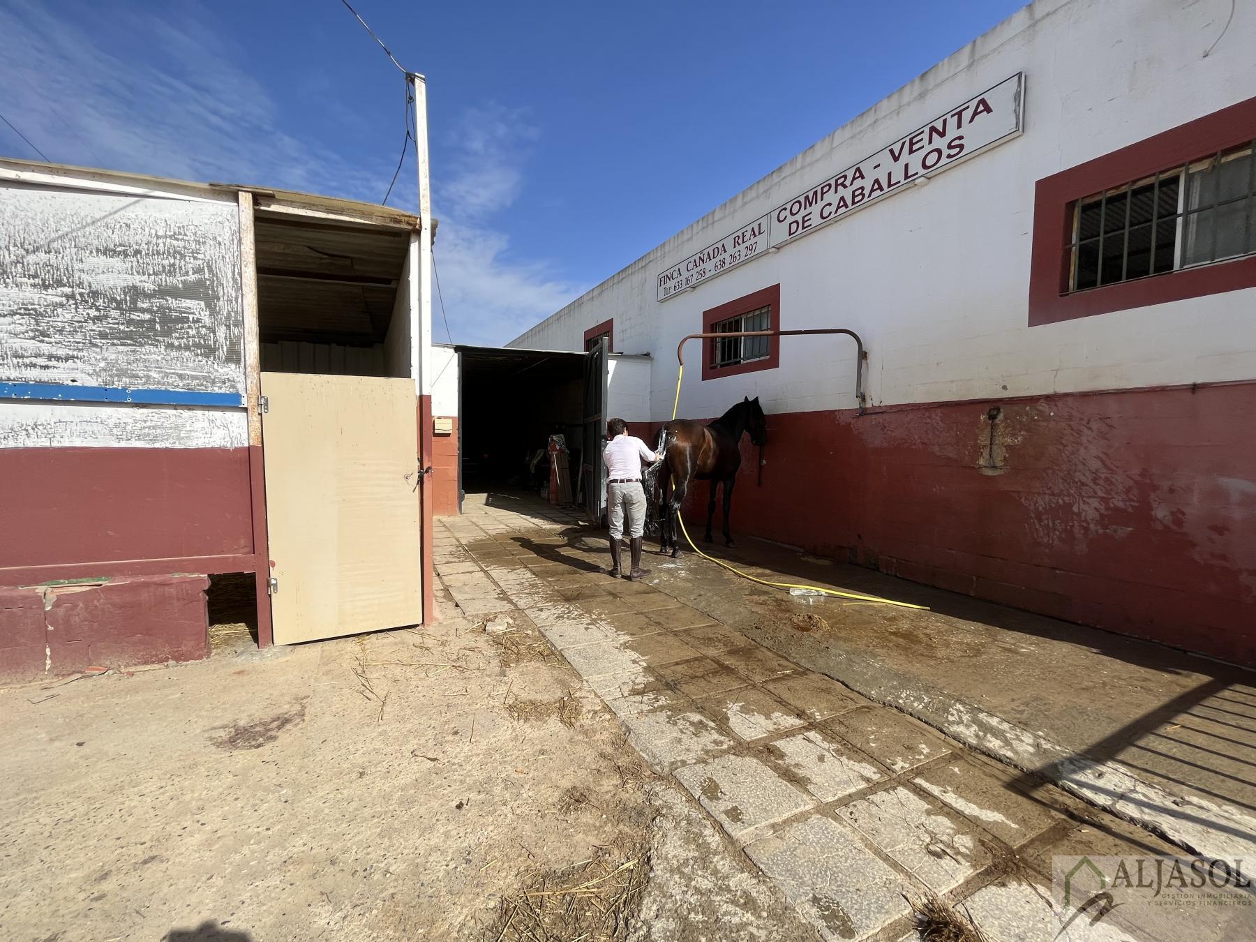 Venta de finca rústica en Bormujos