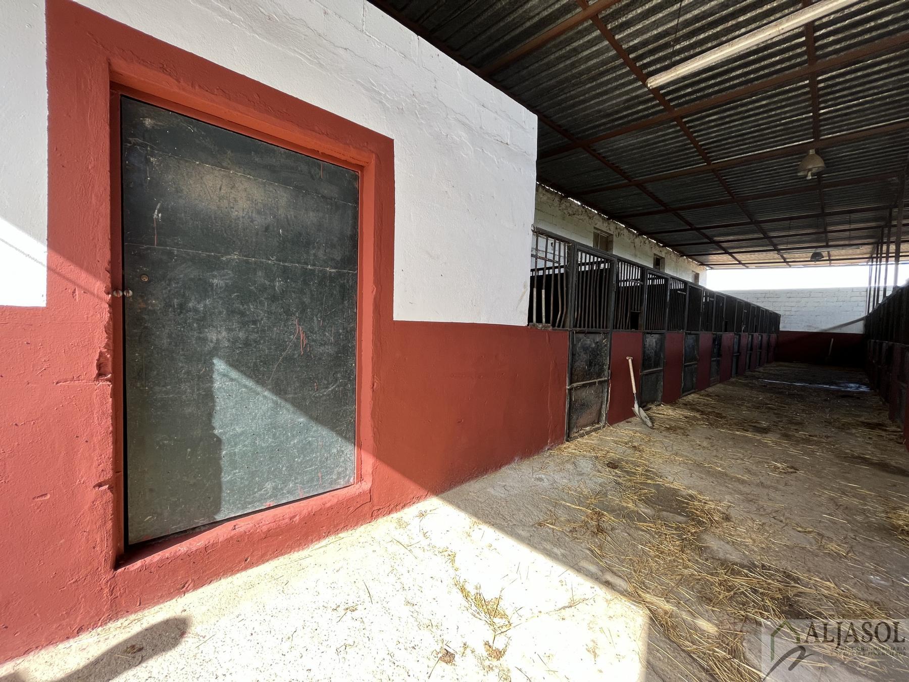 Venta de finca rústica en Bormujos