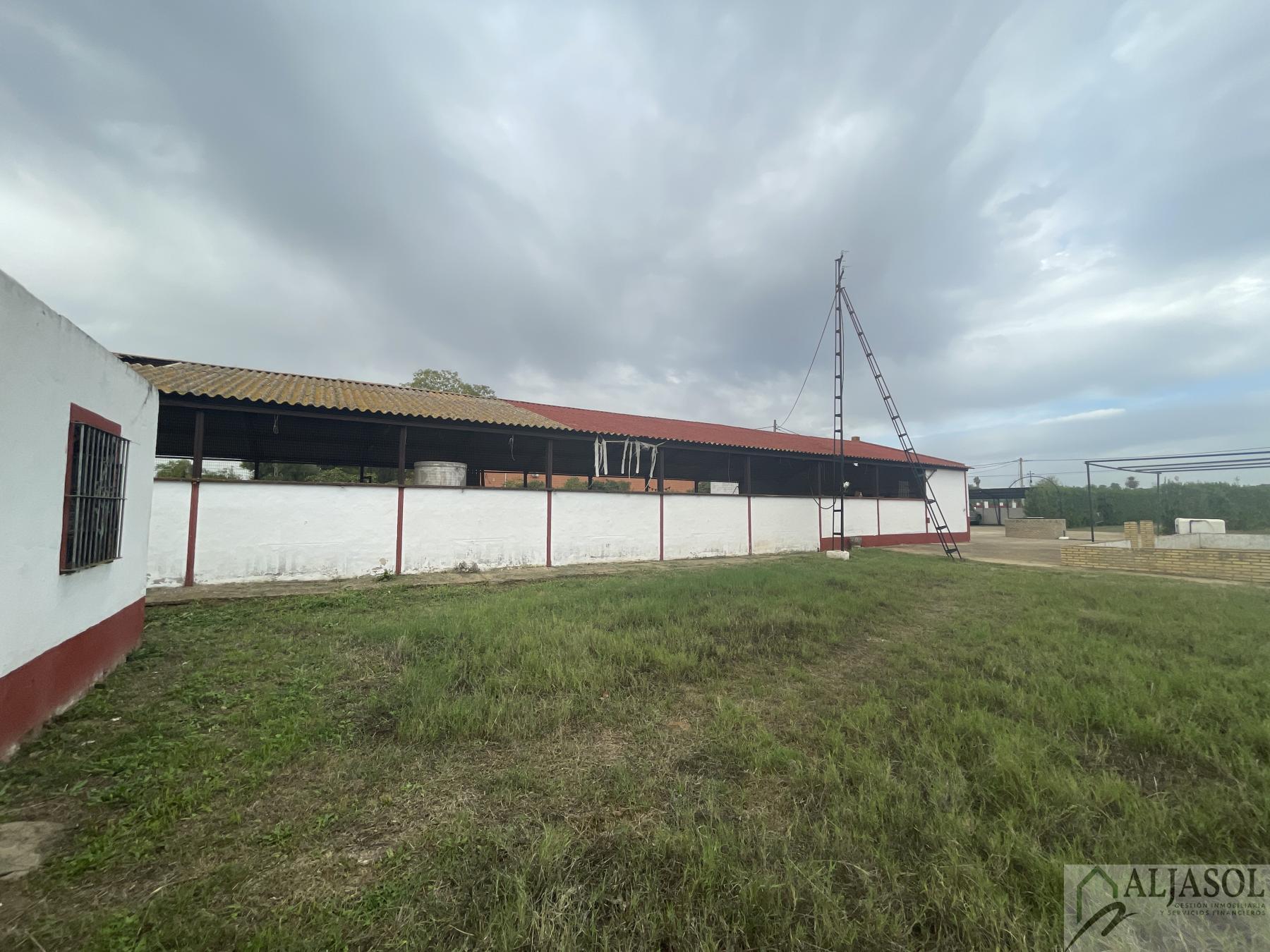 Venta de finca de recreo en Villanueva del Ariscal