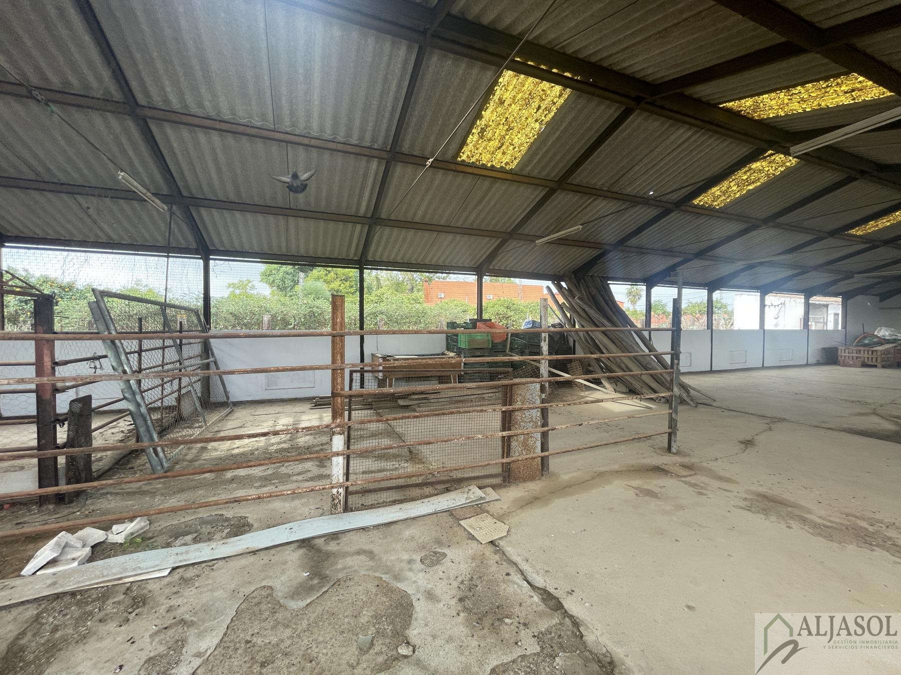 Venta de finca de recreo en Villanueva del Ariscal