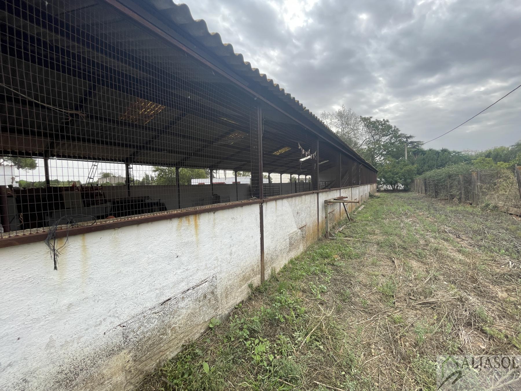 Venta de finca de recreo en Villanueva del Ariscal