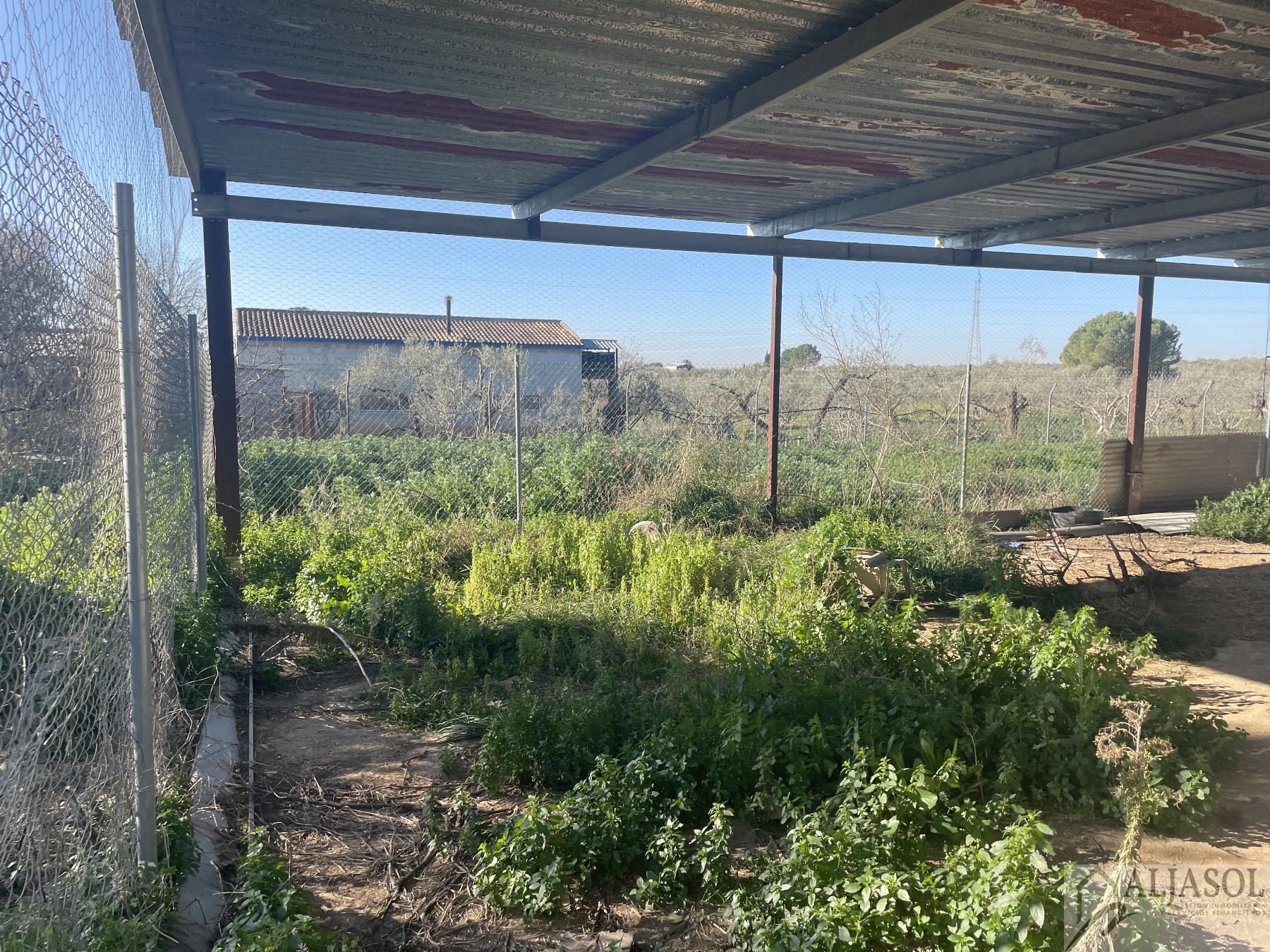 Venta de finca rústica en Bollullos de la Mitación