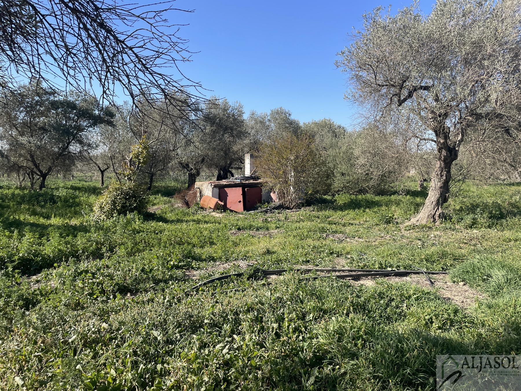 Venta de finca rústica en Bollullos de la Mitación