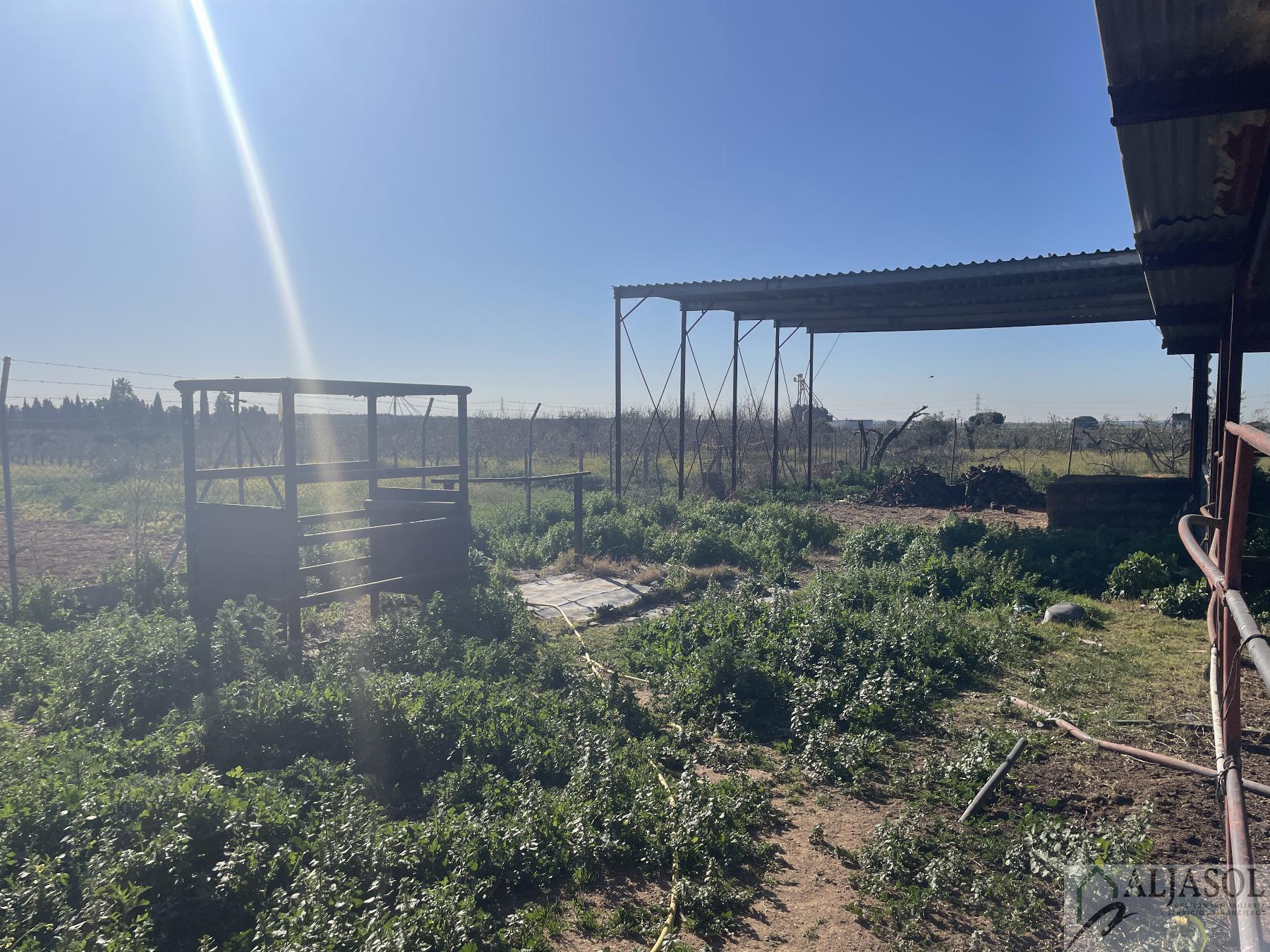 Venta de finca rústica en Bollullos de la Mitación