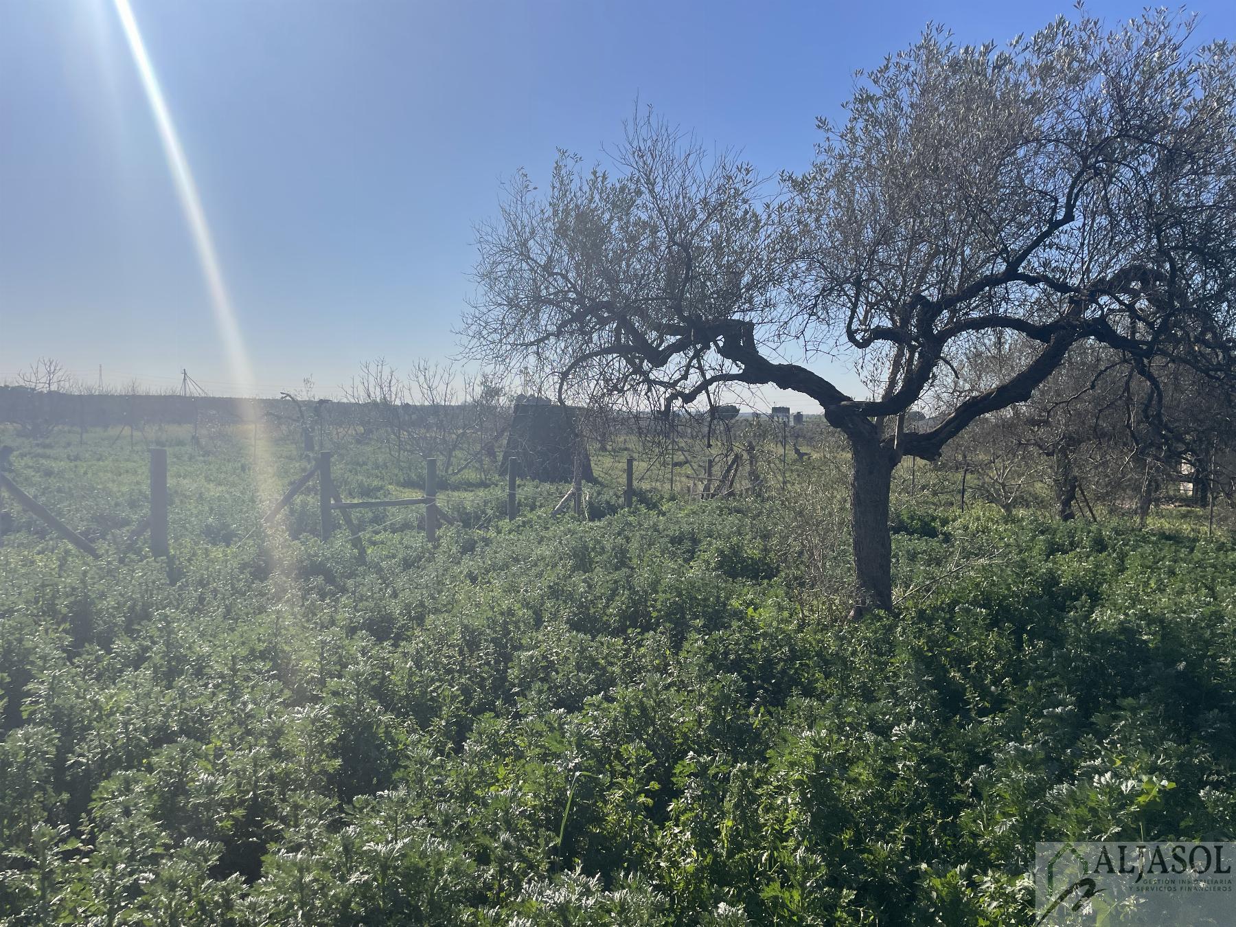 Venta de finca rústica en Bollullos de la Mitación