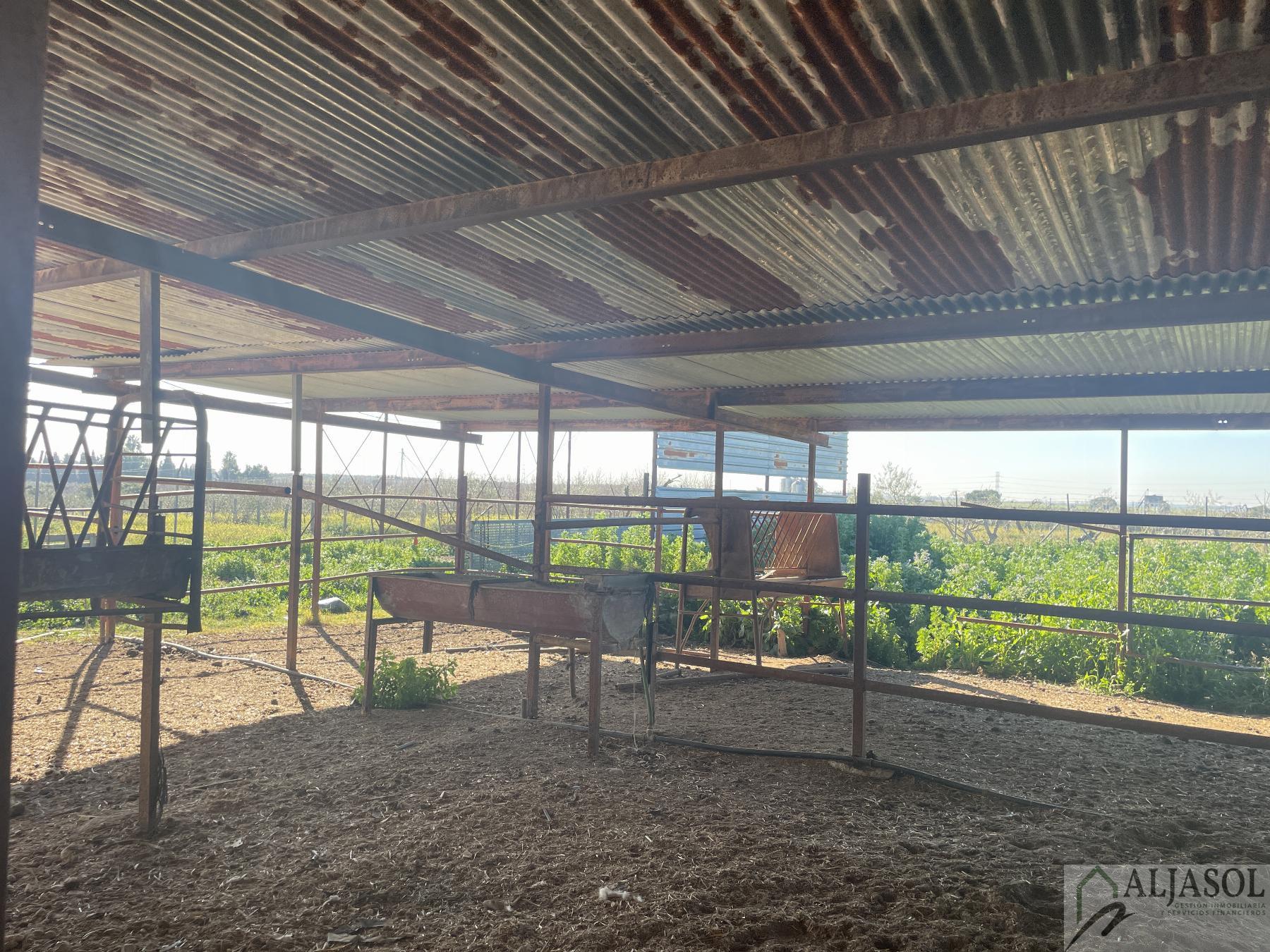 Venta de finca rústica en Bollullos de la Mitación