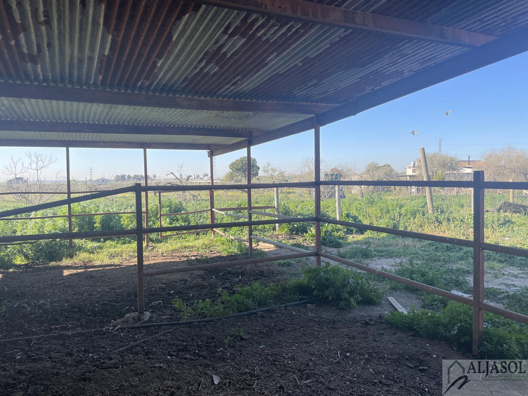 Venta de finca rústica en Bollullos de la Mitación