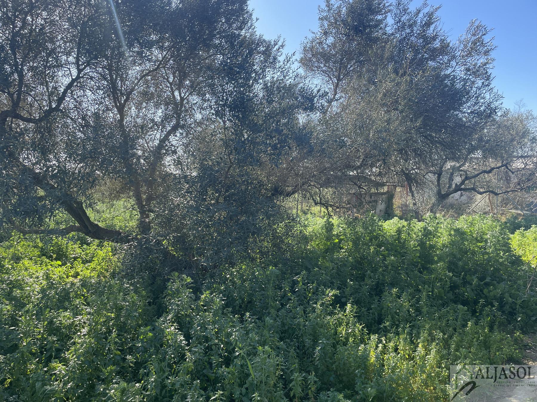 Venta de finca rústica en Bollullos de la Mitación