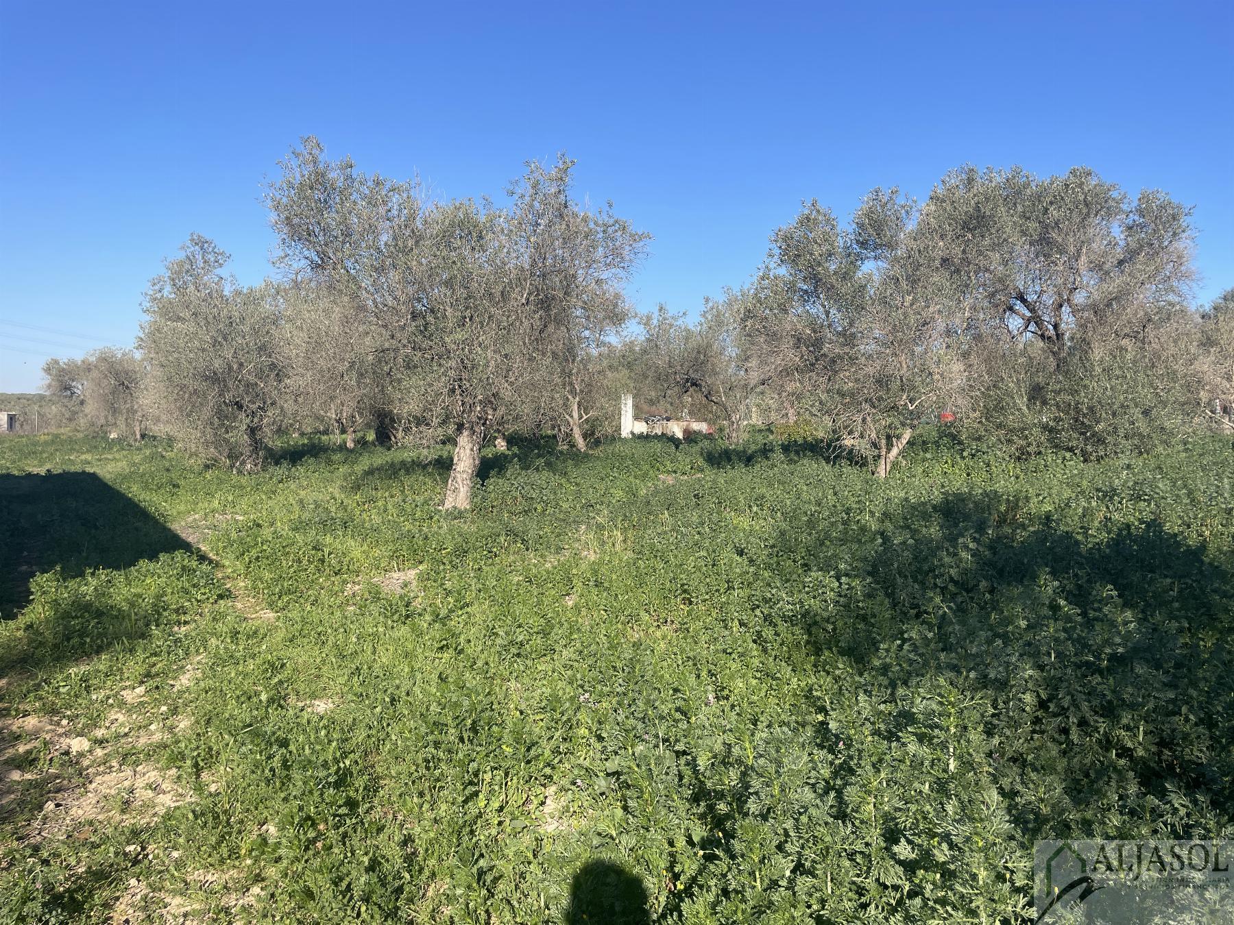 Venta de finca rústica en Bollullos de la Mitación