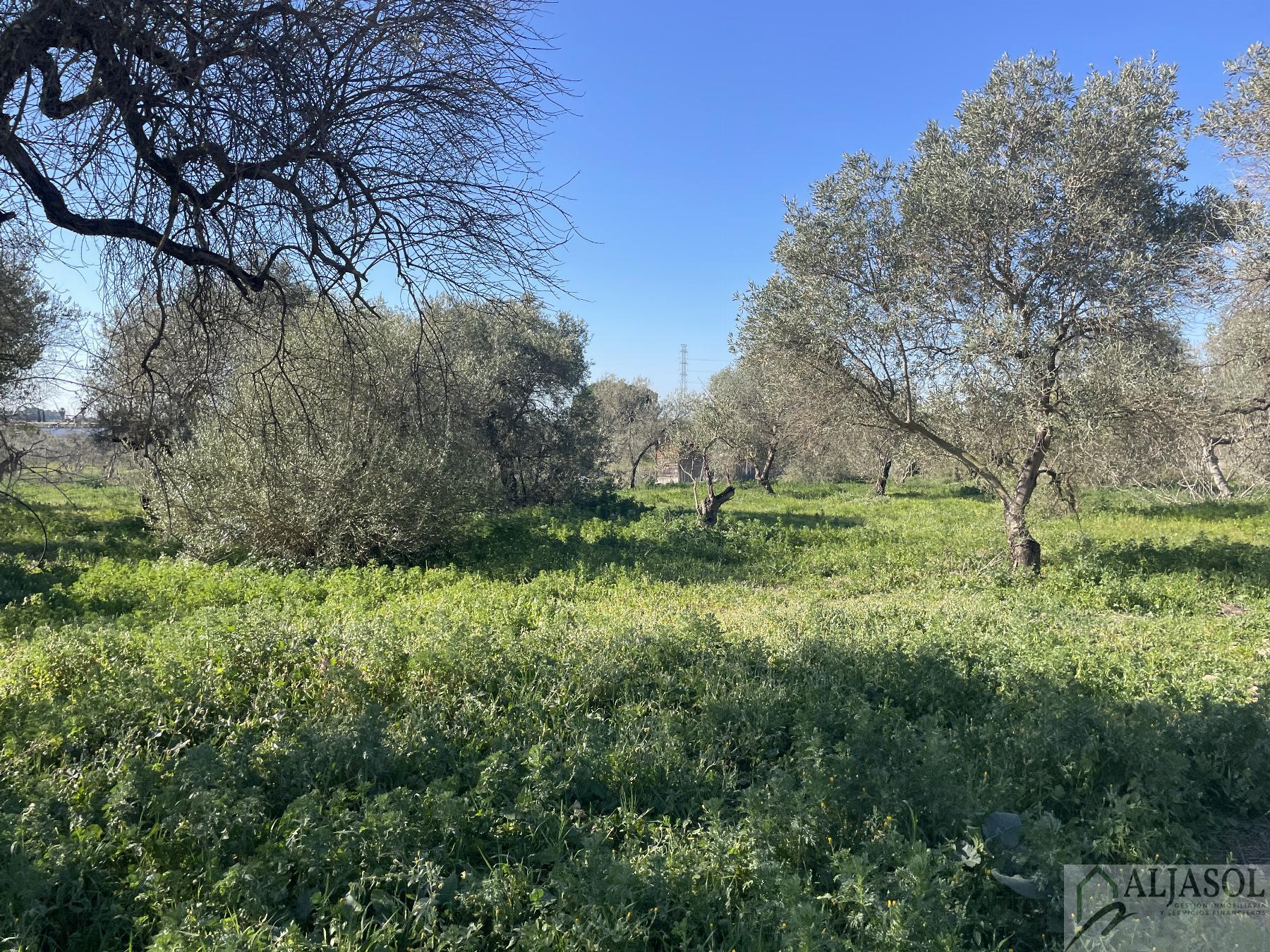 Venta de finca rústica en Bollullos de la Mitación