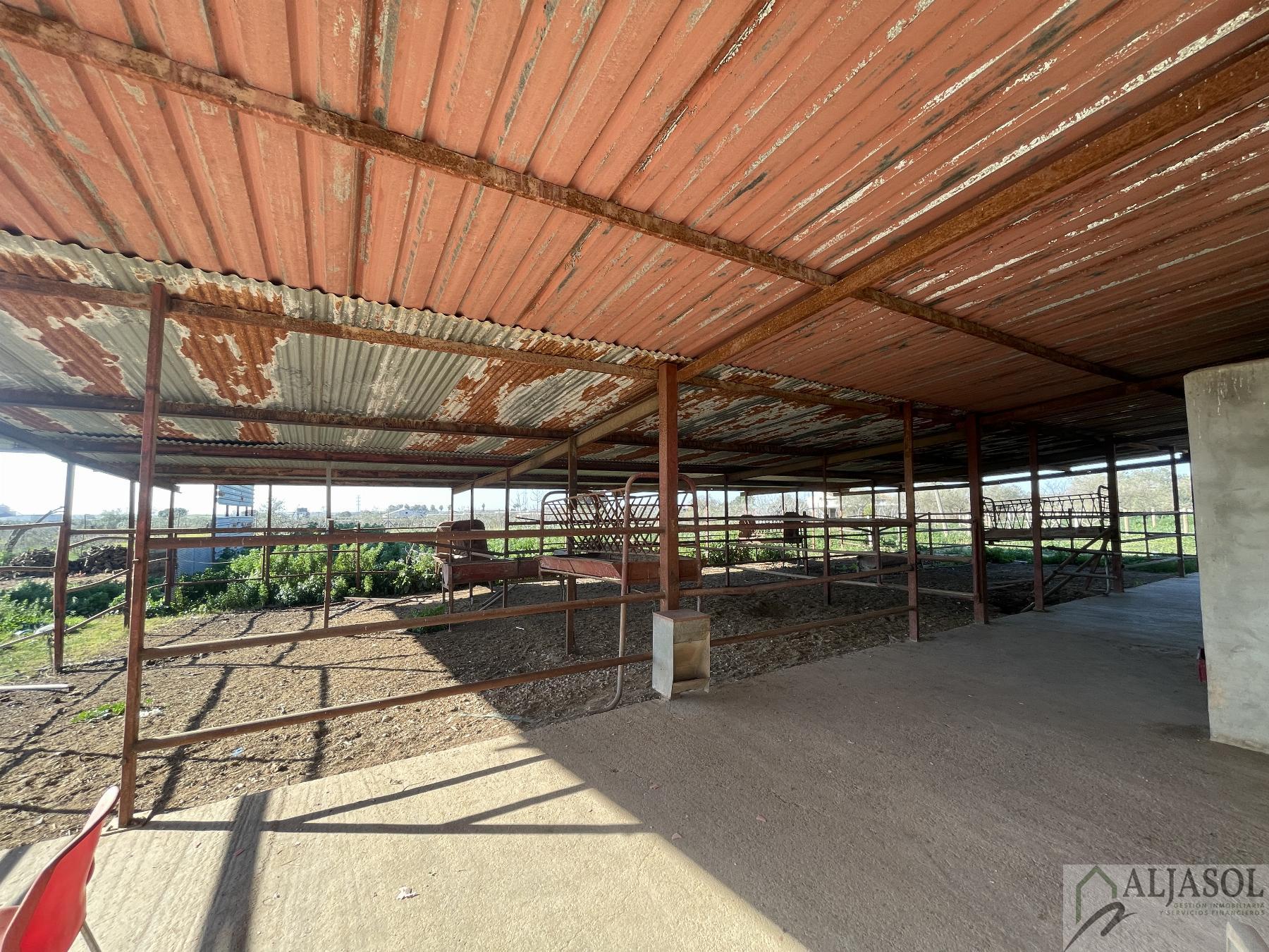 Venta de finca rústica en Bollullos de la Mitación