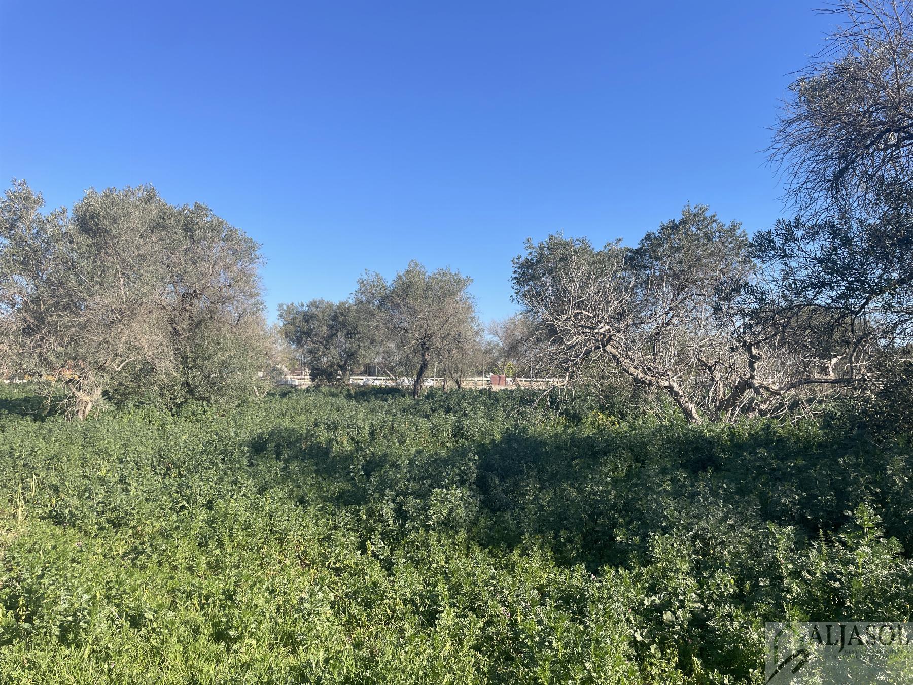 Venta de finca rústica en Bollullos de la Mitación