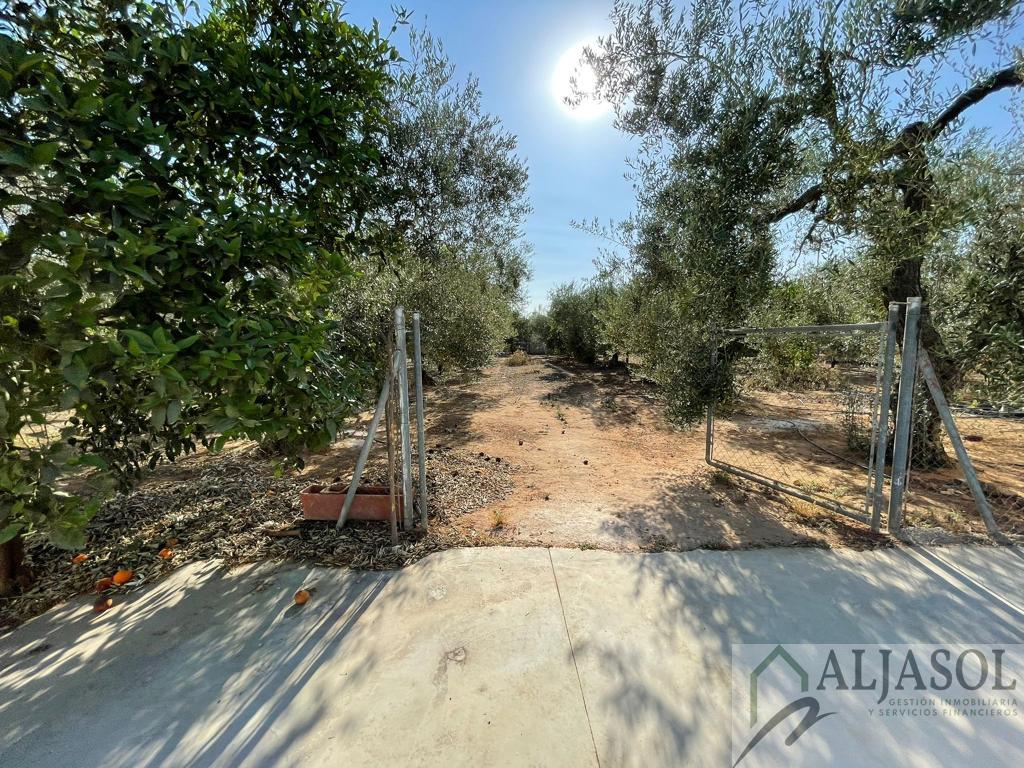 For sale of rural property in Umbrete