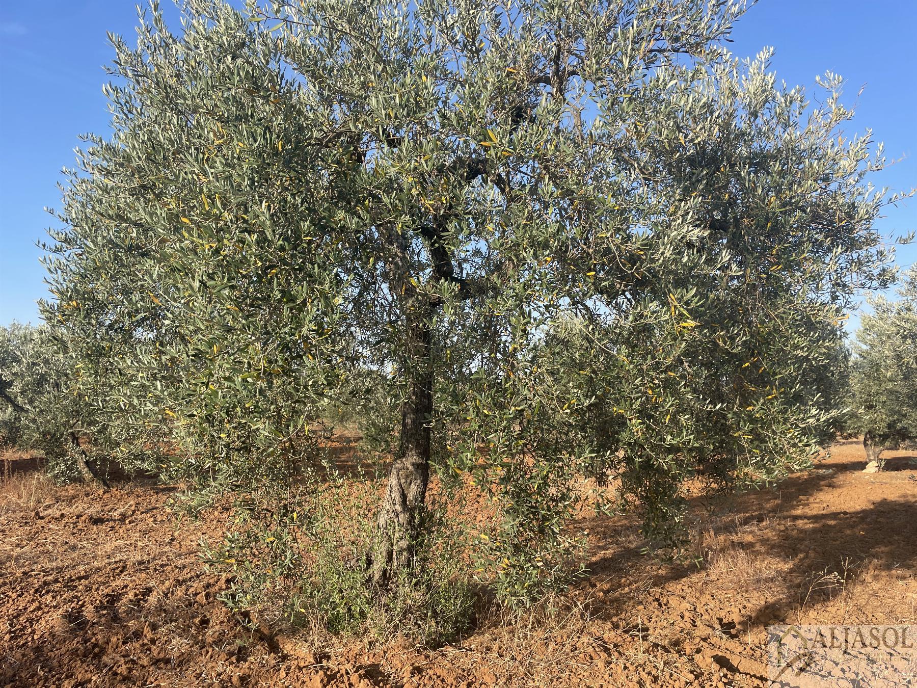 Venta de finca rústica en Aznalcázar