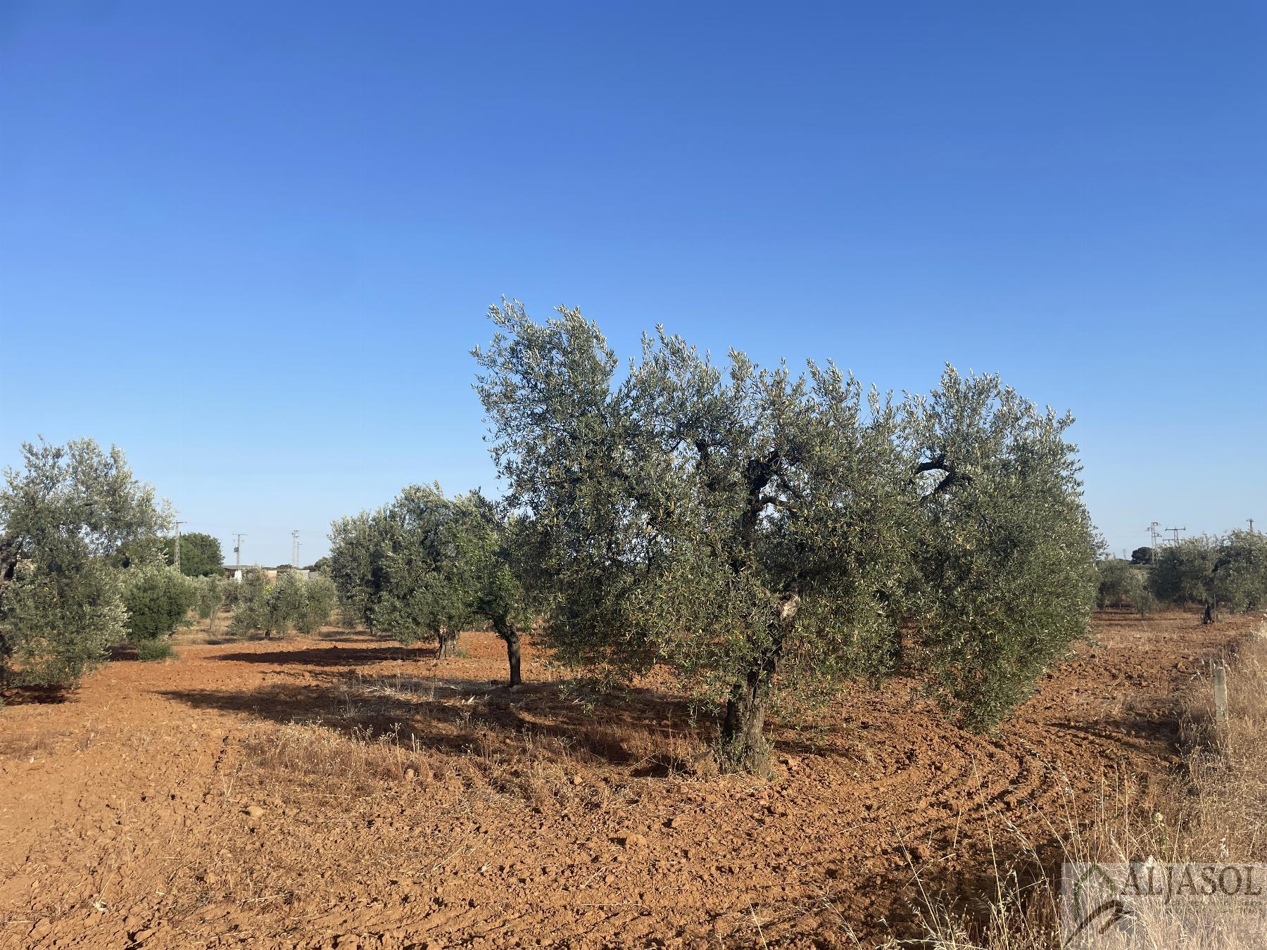 Venta de finca rústica en Aznalcázar