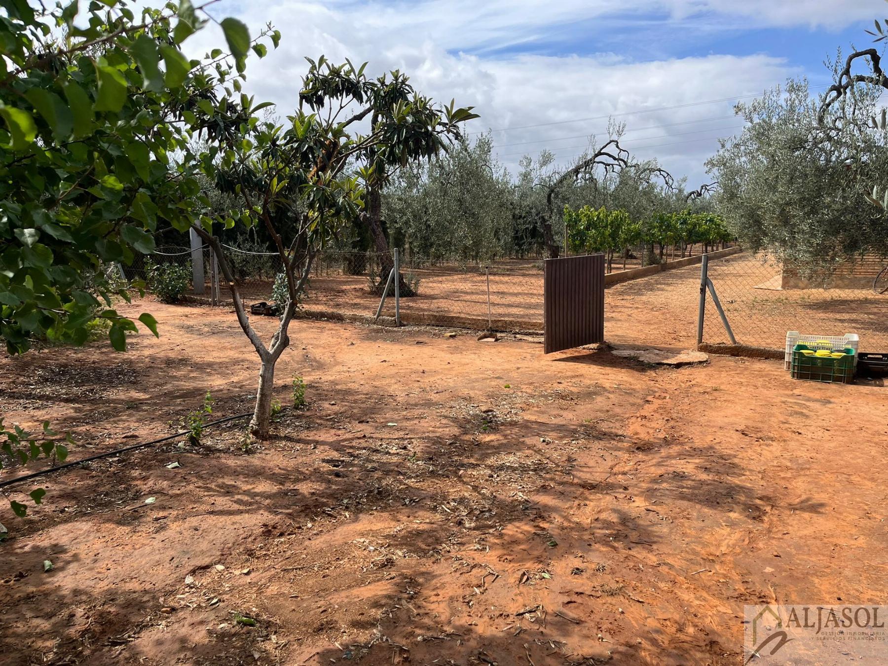 Venta de finca rústica en Bollullos de la Mitación