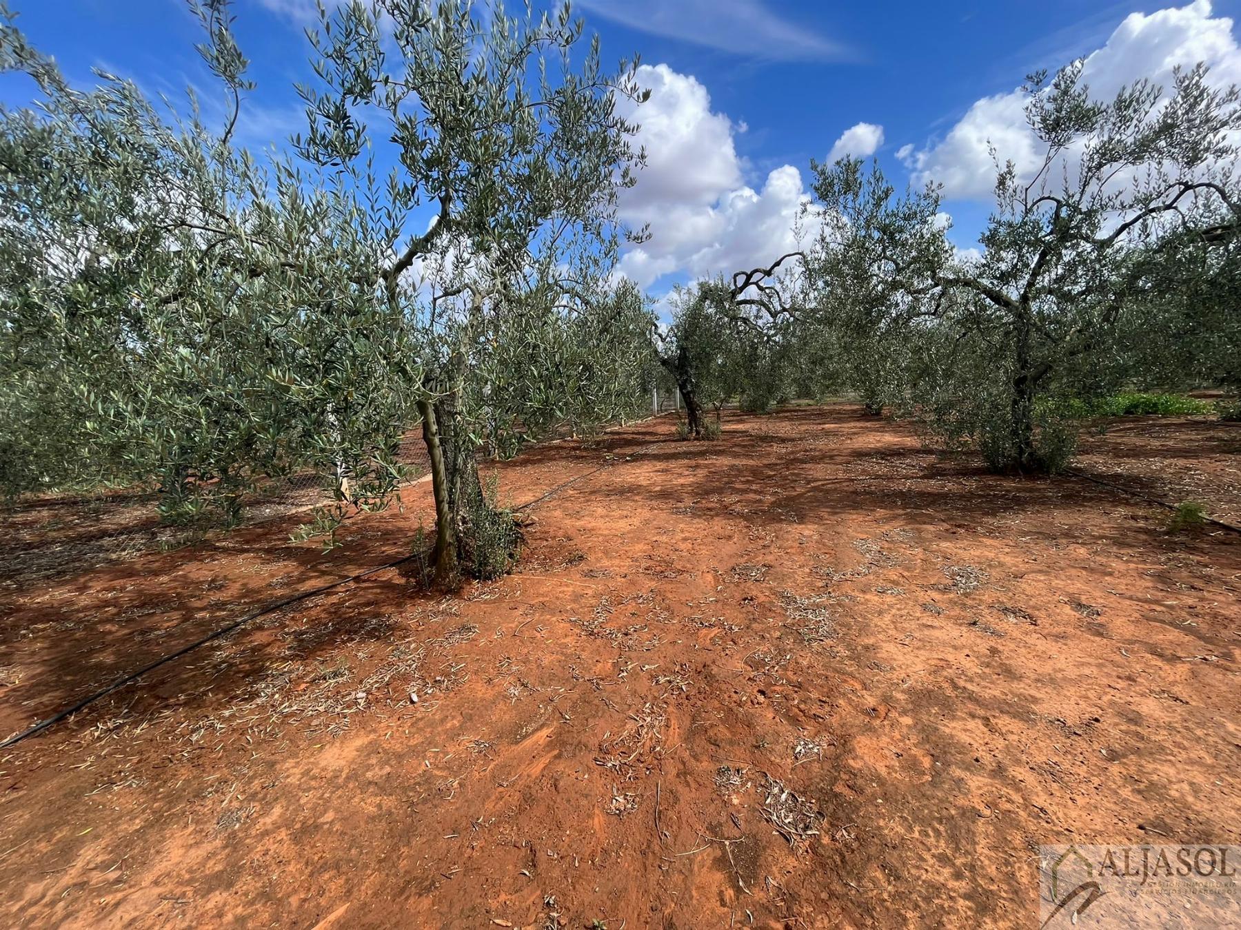 For sale of rural property in Bollullos de la Mitación