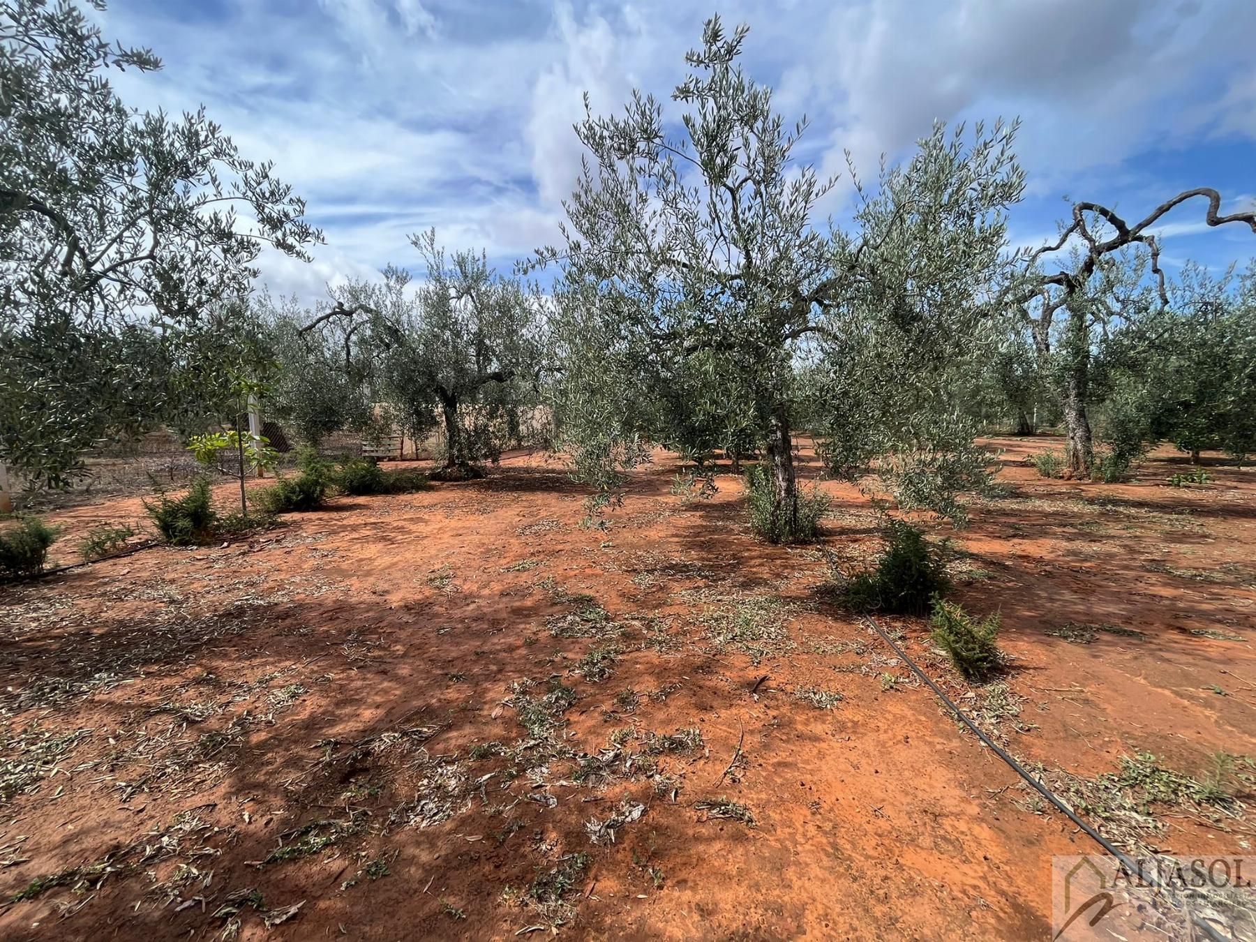 For sale of rural property in Bollullos de la Mitación