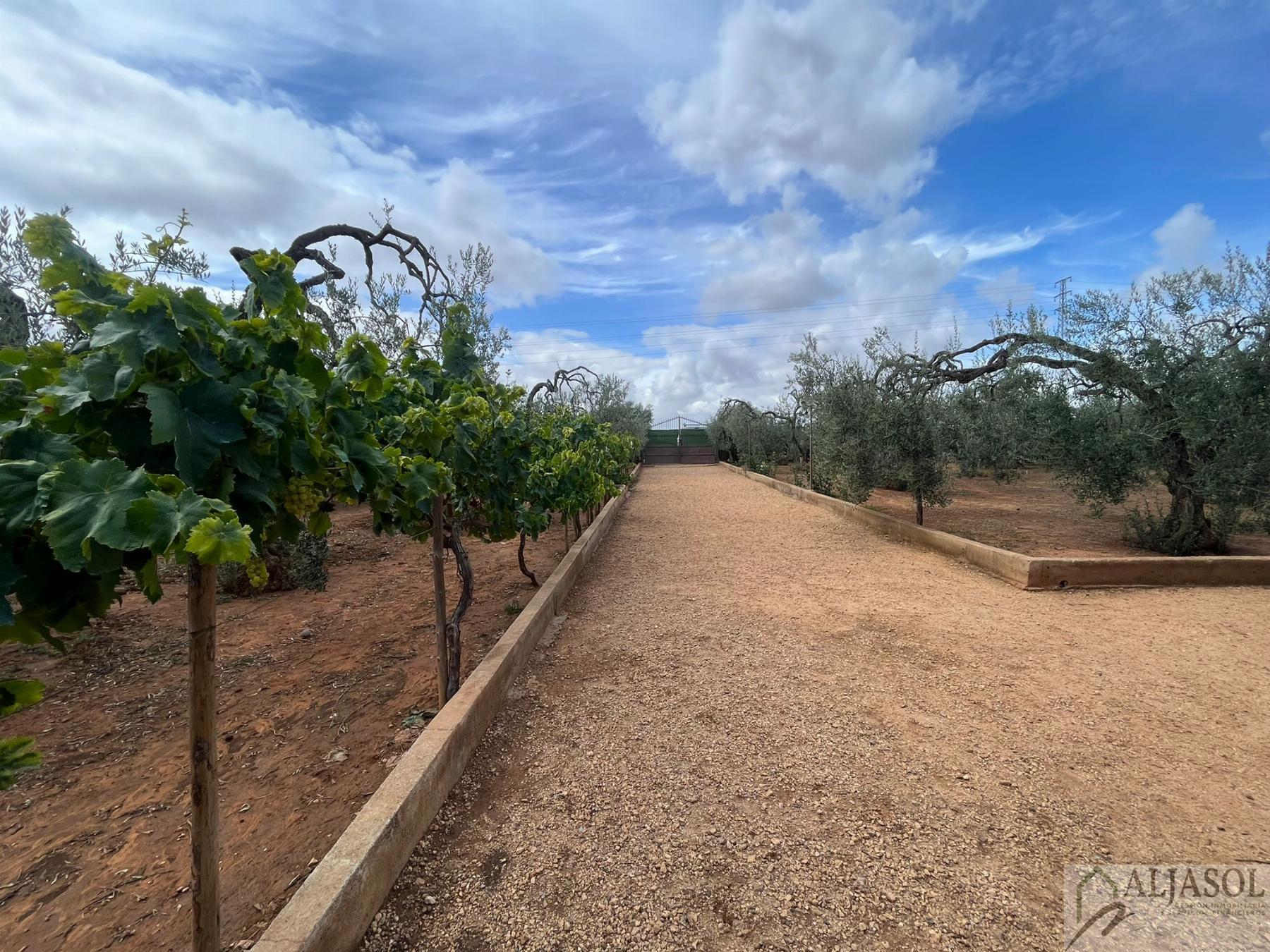 Venta de finca rústica en Bollullos de la Mitación