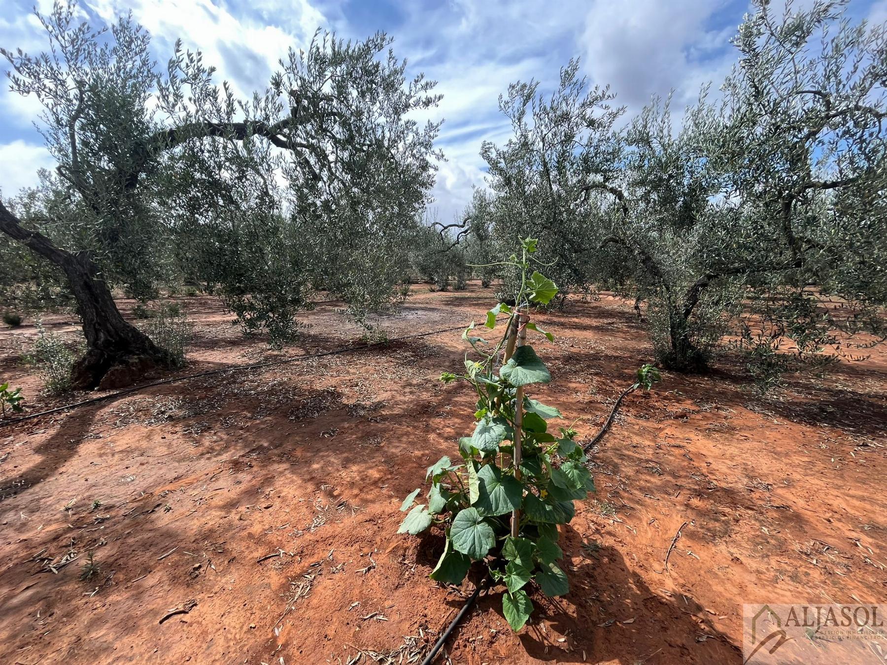 Venta de finca rústica en Bollullos de la Mitación