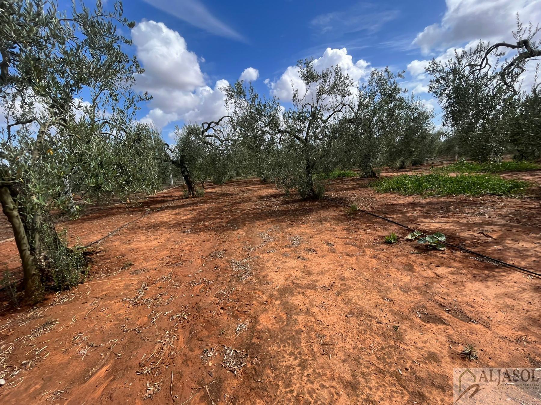For sale of rural property in Bollullos de la Mitación