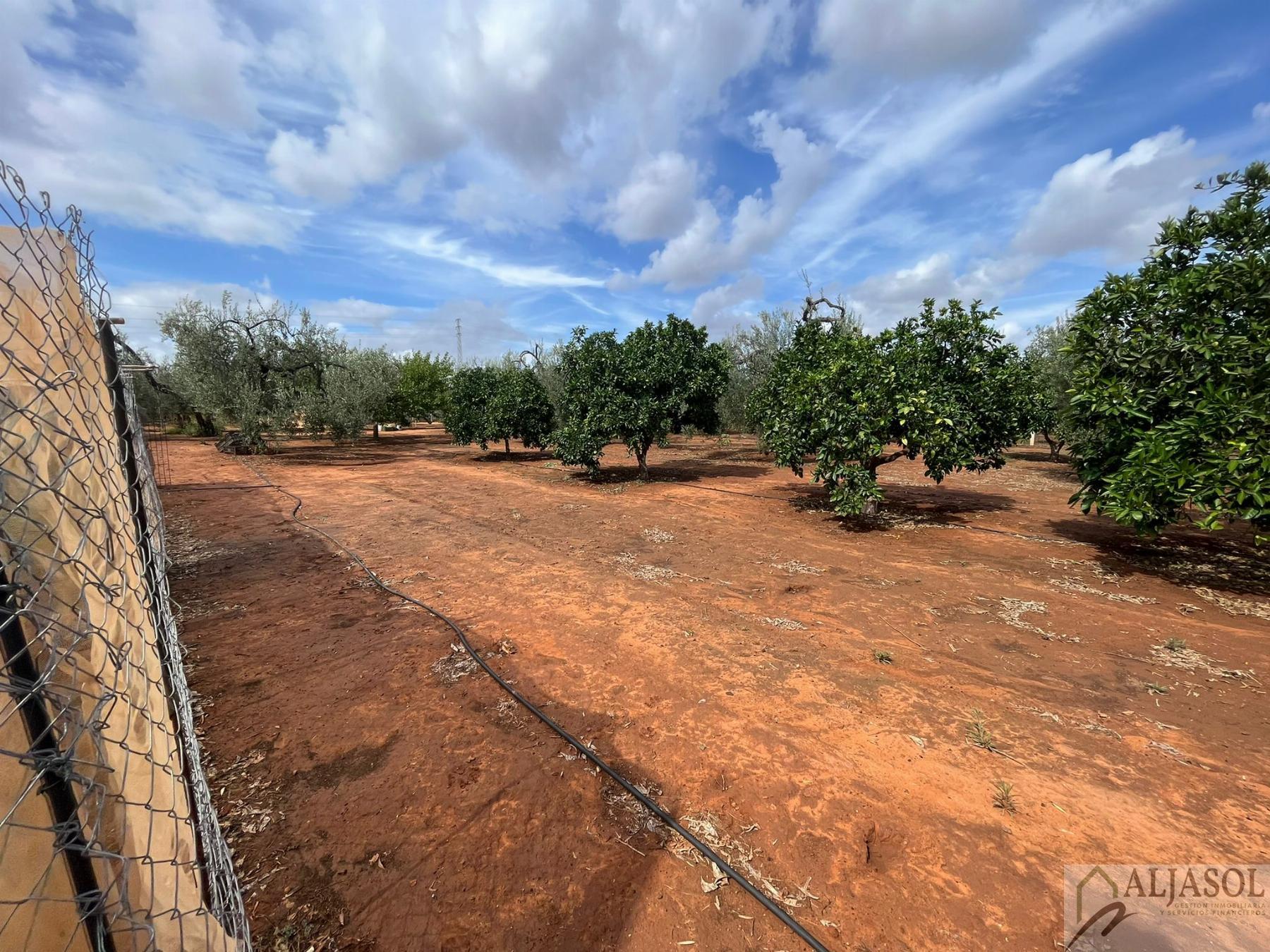 For sale of rural property in Bollullos de la Mitación