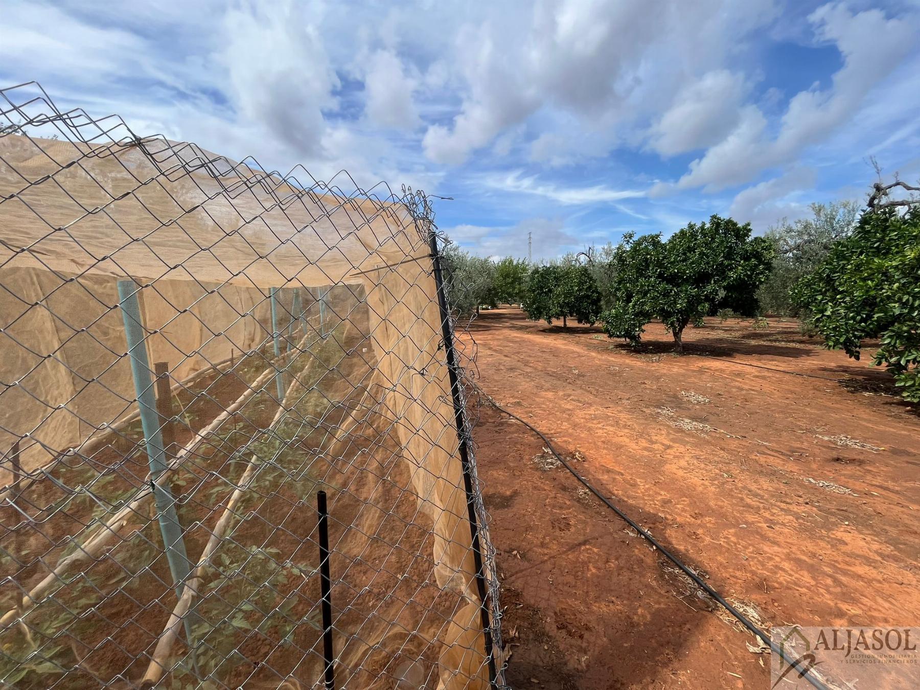 Venta de finca rústica en Bollullos de la Mitación