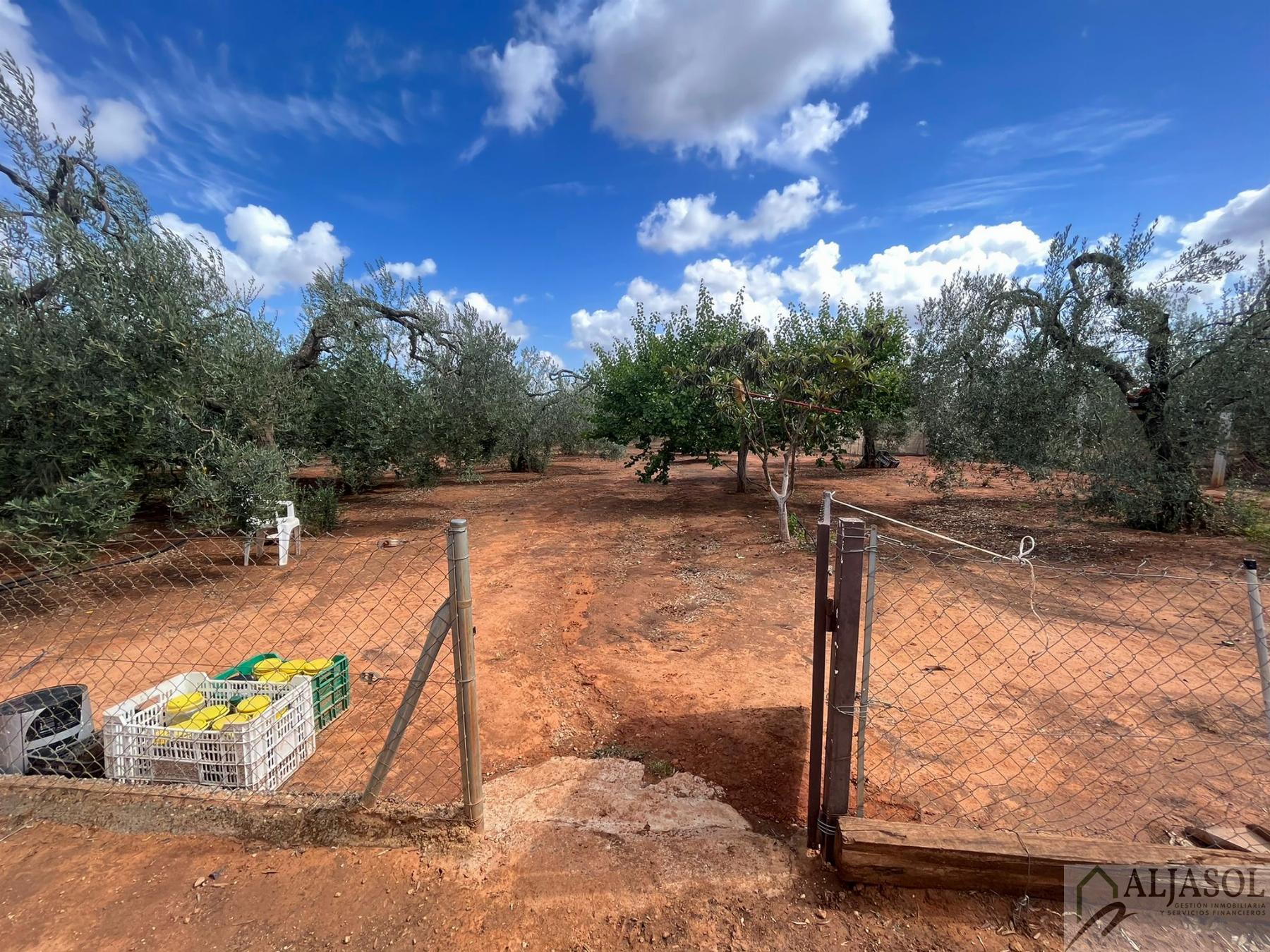 Venta de finca rústica en Bollullos de la Mitación