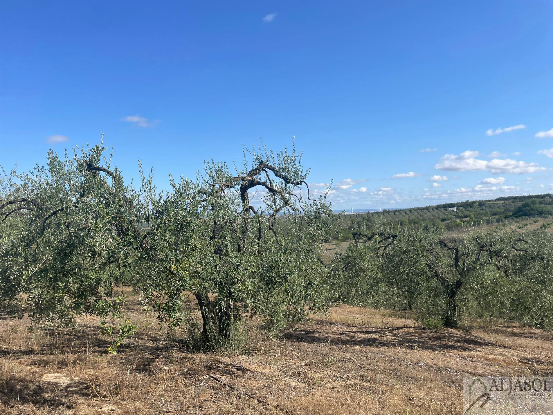 Venta de finca rústica en Aznalcázar