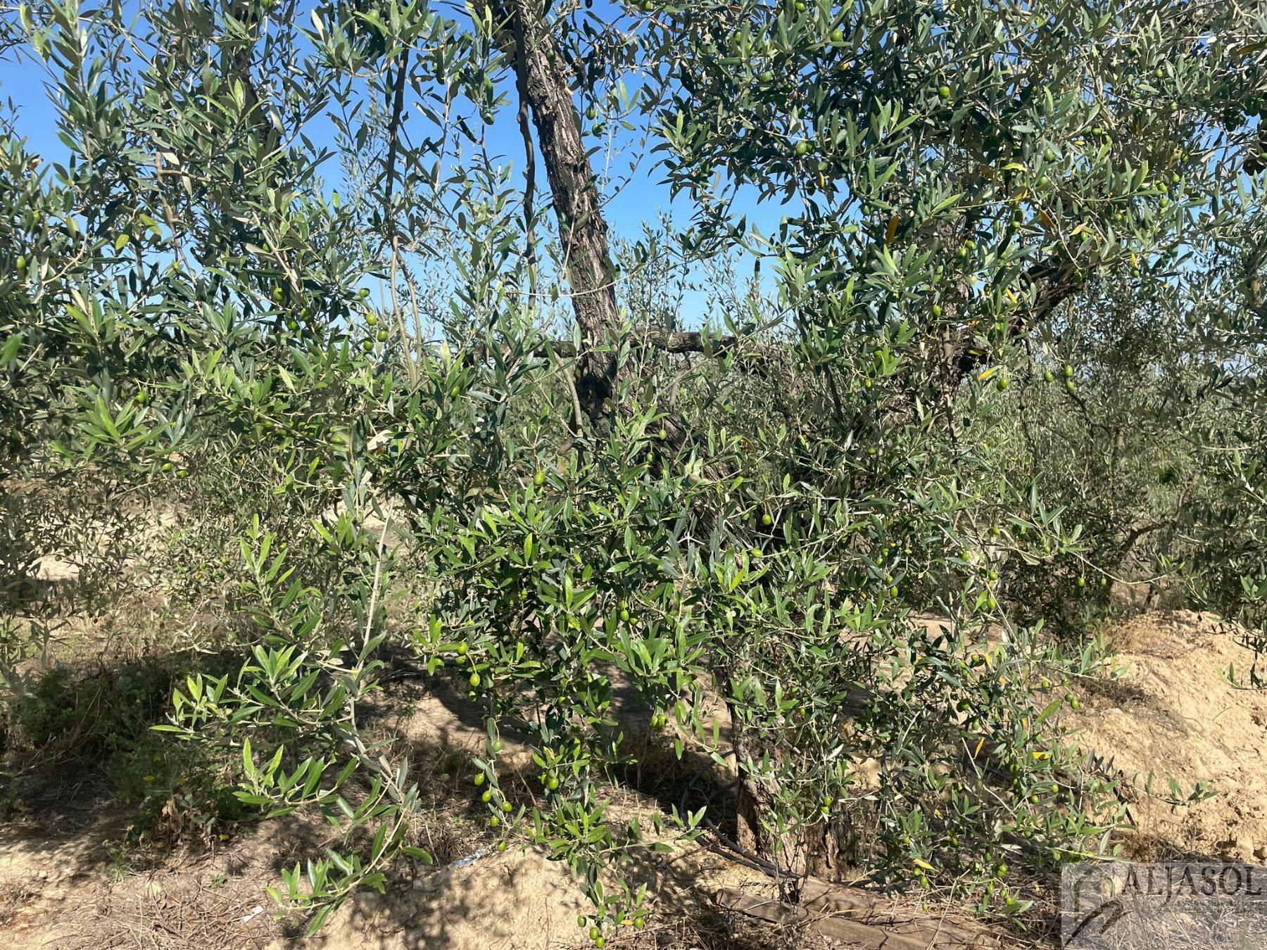 Venta de finca rústica en Aznalcázar