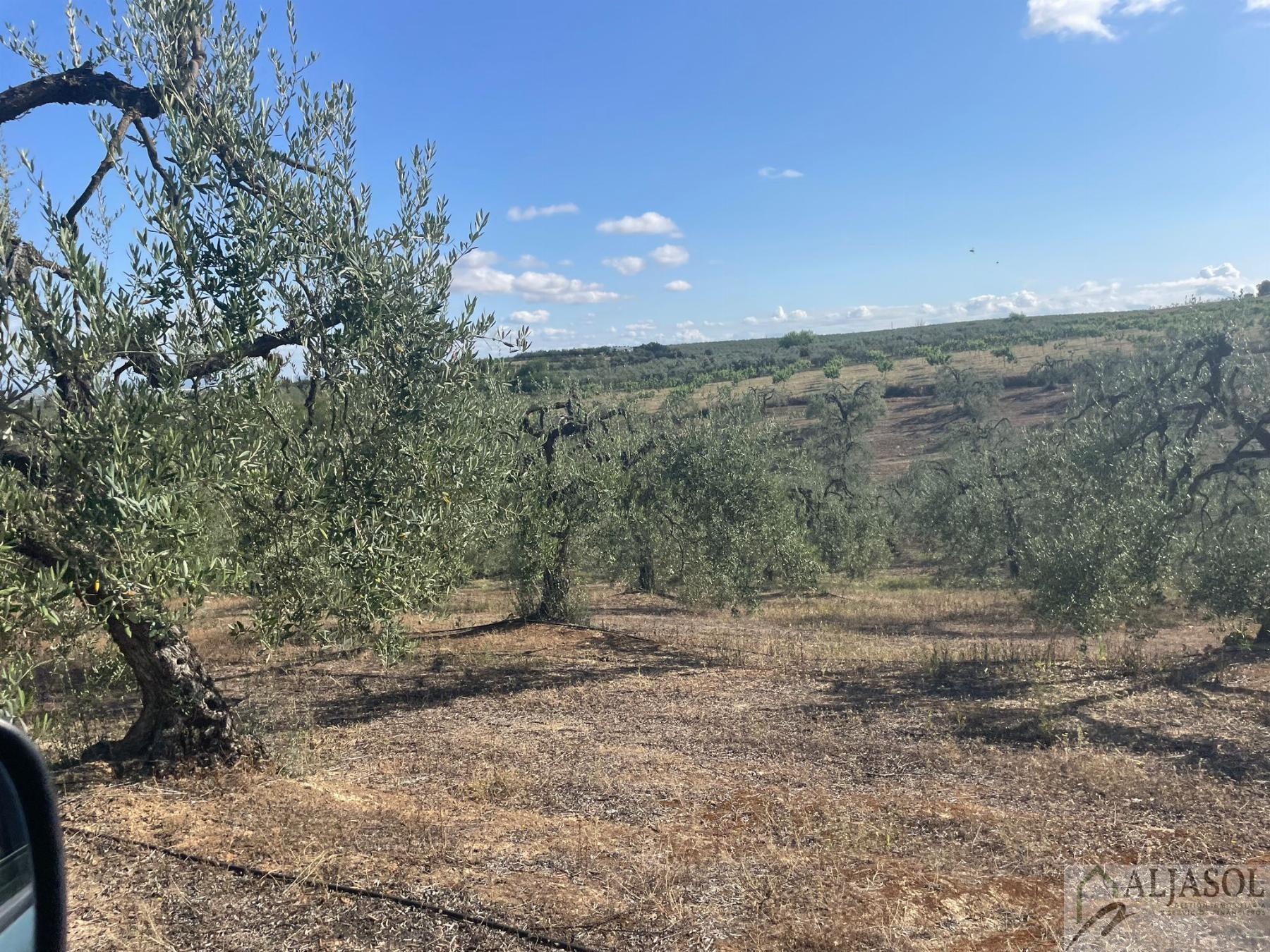 Venta de finca rústica en Aznalcázar