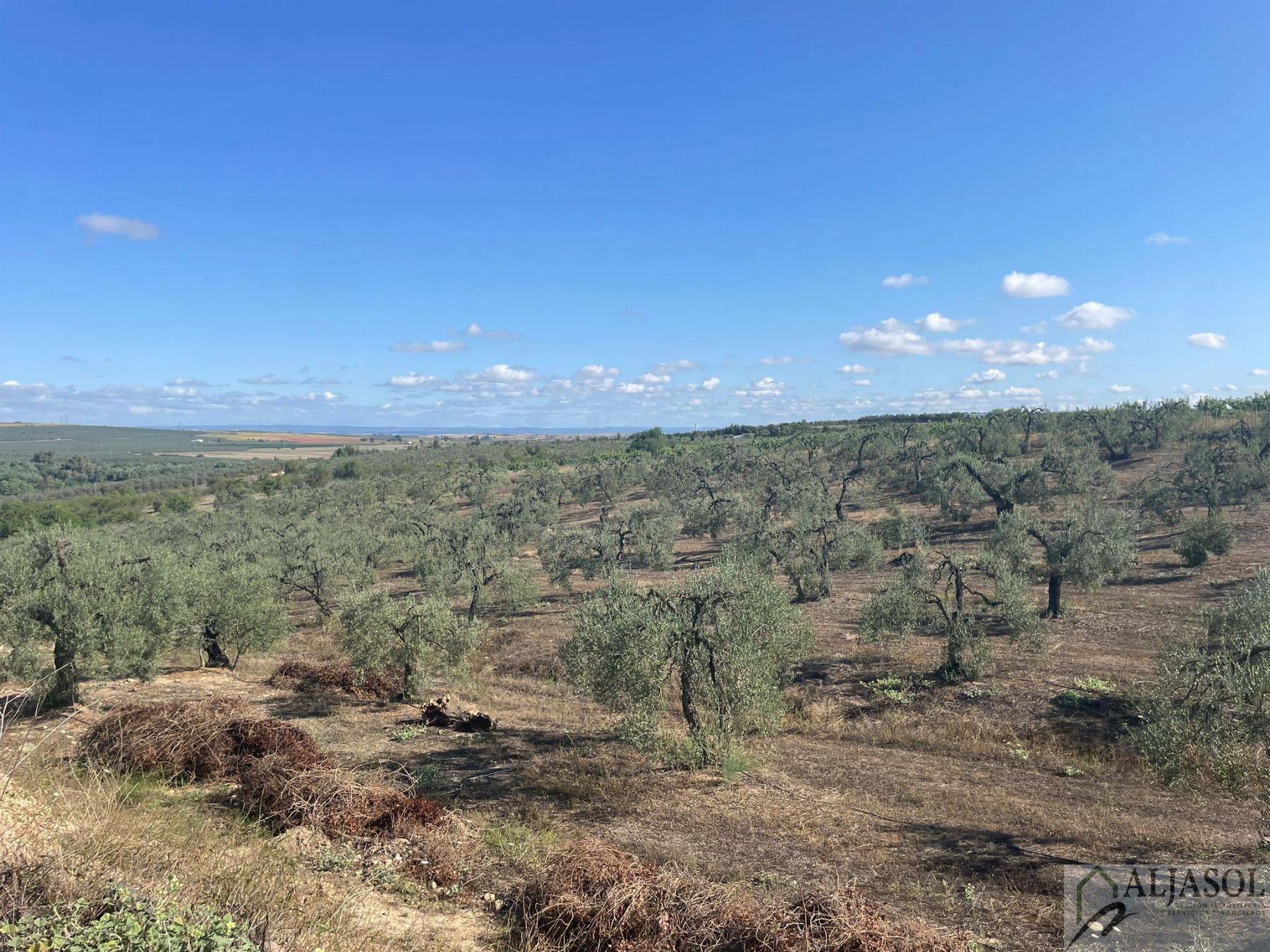 Venta de finca rústica en Aznalcázar